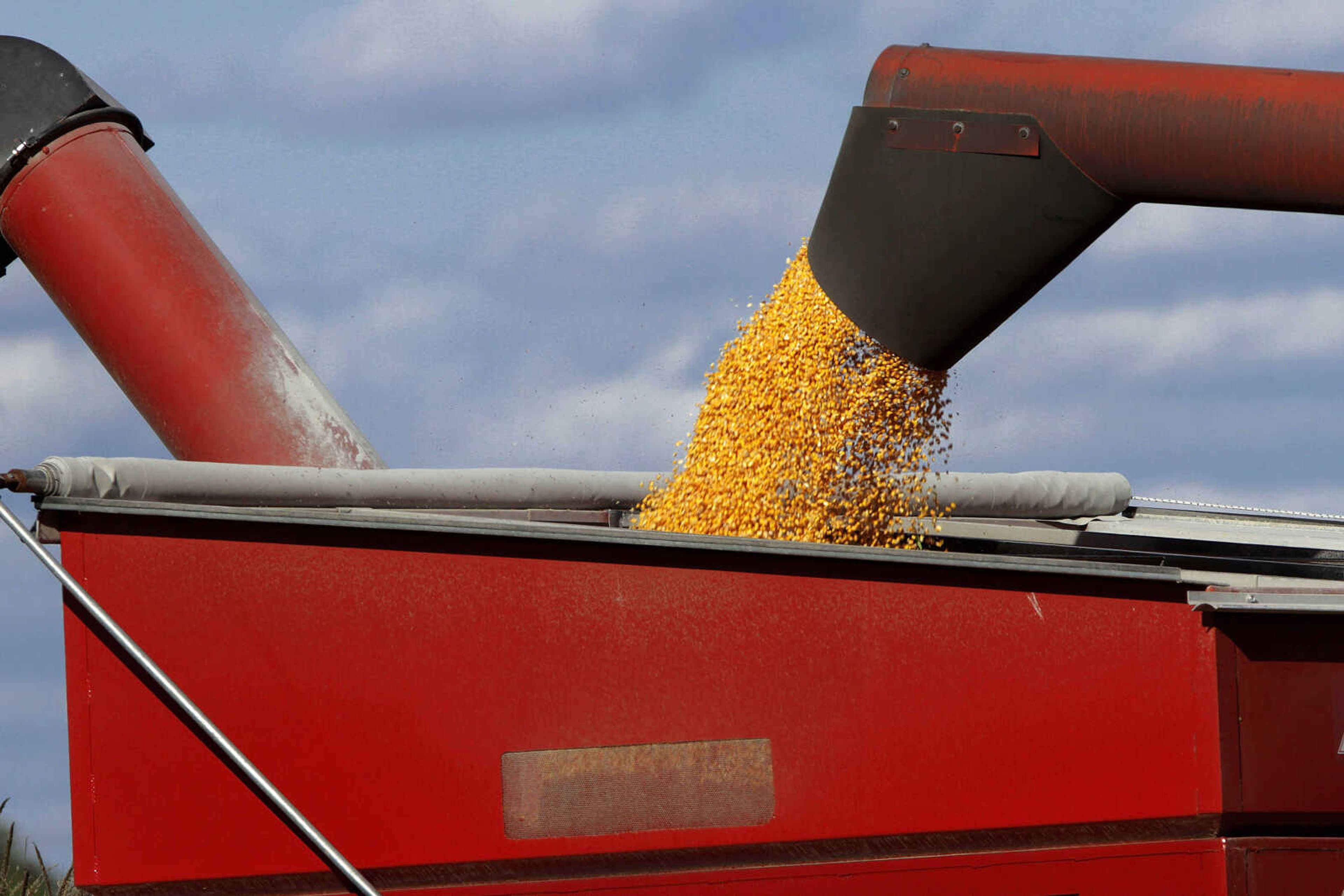 In this Sept. 18, 2012 photo, a central Illinois farmer unloads harvested corn from his combine into a grain auger for transport while harvesting corn crops in Curran, Ill. The nation's worst drought in decades is showing no sign of letting up in several key Midwest farming states, worrying farmers harvesting the summer's withered corn crop in record time that their winter crops may also be at risk. (AP Photo/Seth Perlman)