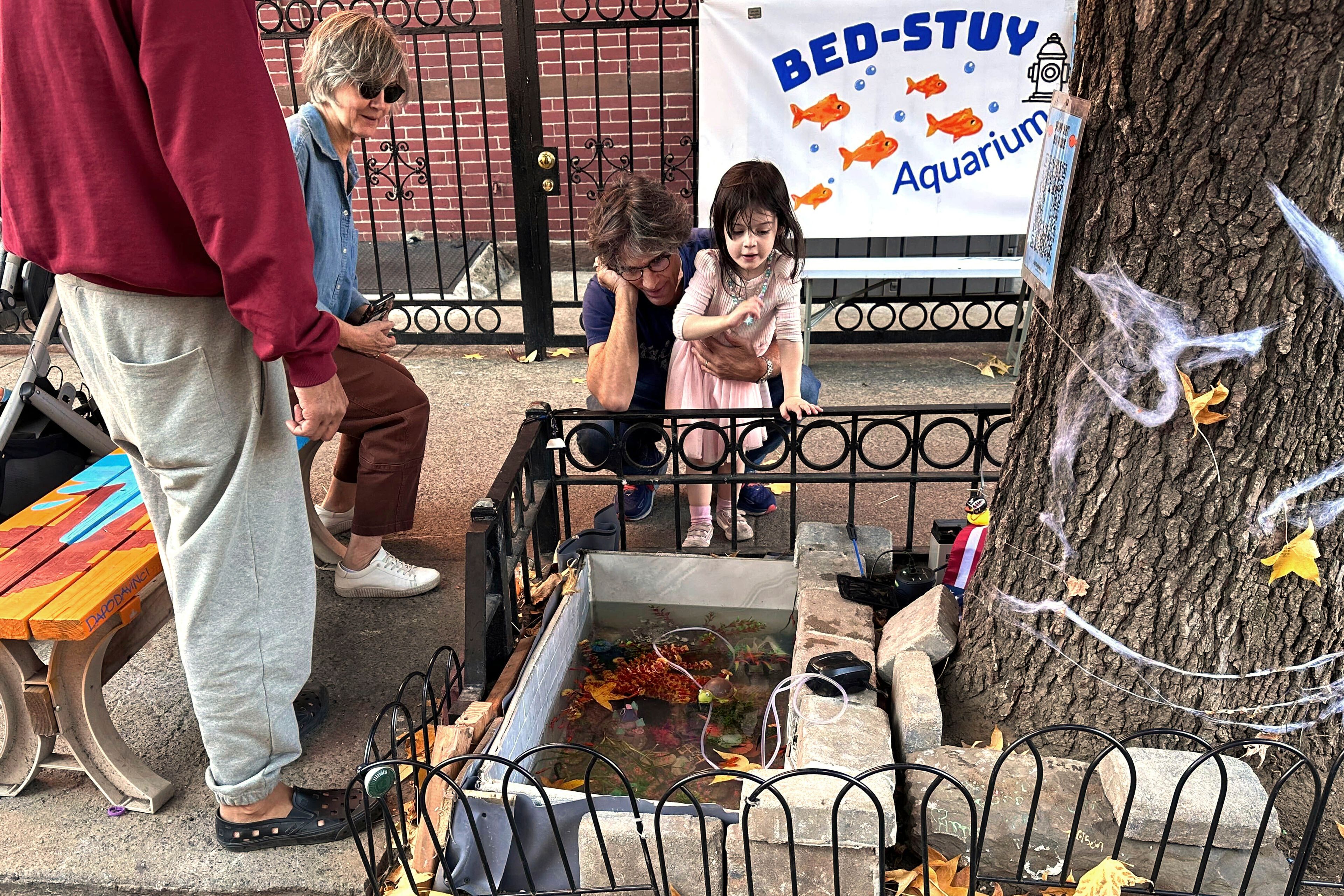 John Ginsberg and his granddaughter Isabel Lohan, 3, look at the replacement makeshift goldfish aquarium in a tree bed, adjacent to the one previously filled-in with concrete by the city, Friday, Nov. 1, 2024, in the Brooklyn borough of New York. (AP Photo/Philip Marcelo)