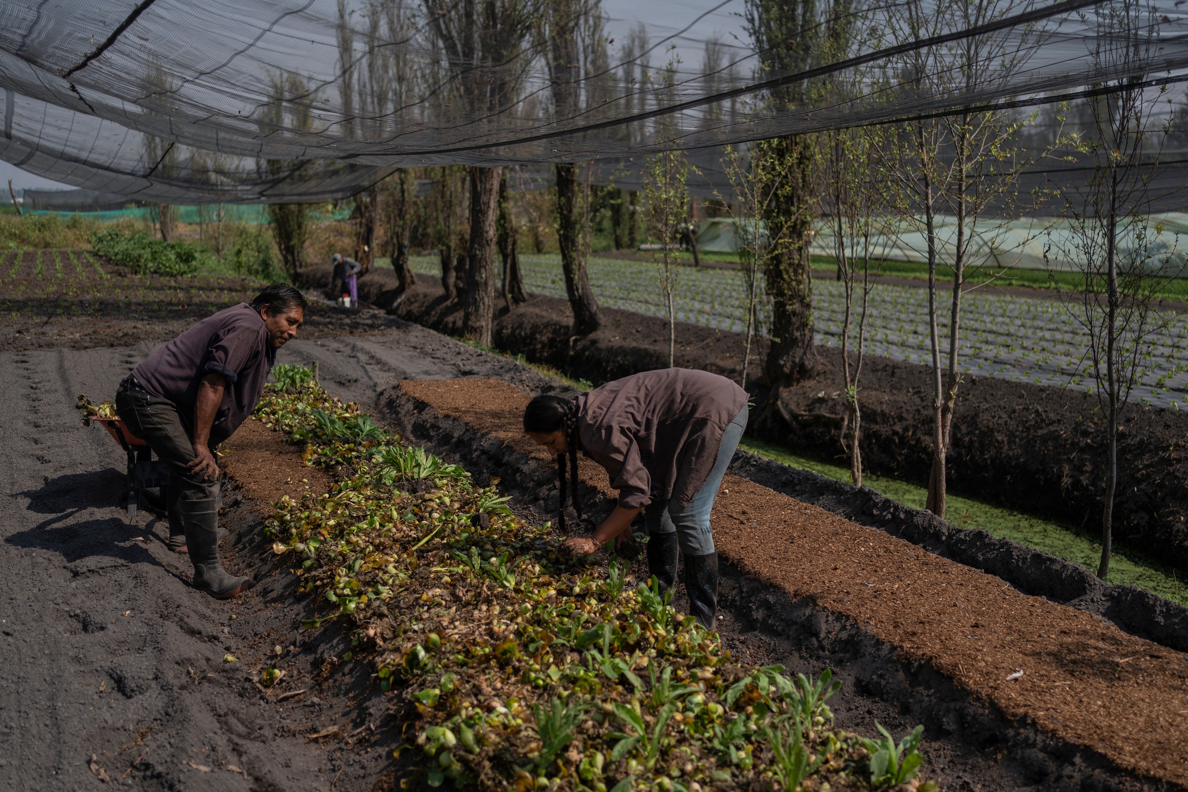 Miguel Serralde and Cassandra Garduno plant in her floating garden in the Xochimilco borough of Mexico City, Tuesday, Oct. 29, 2024. (AP Photo/Felix Marquez)