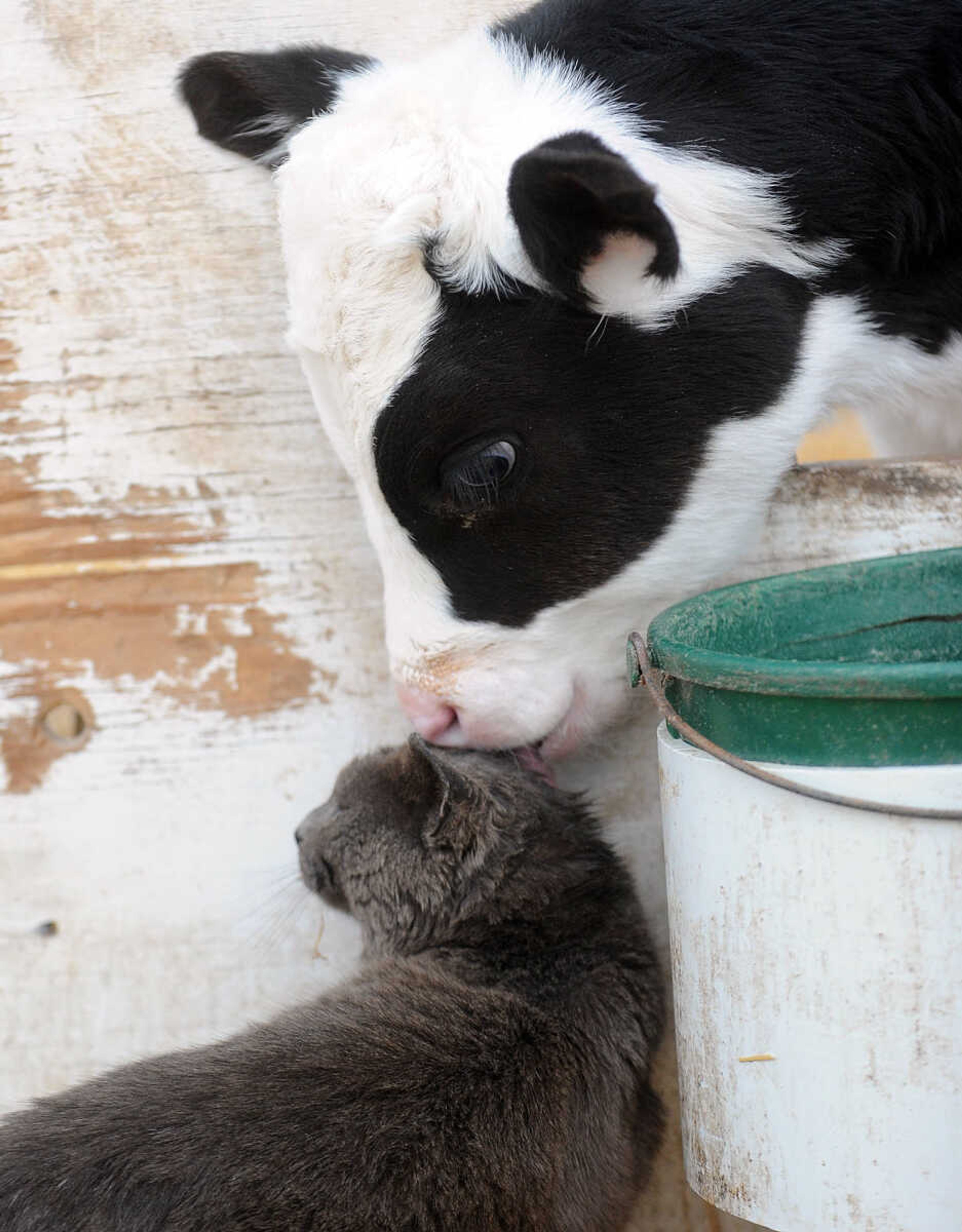 LAURA SIMON ~ lsimon@semissourian.com

Calves mingle with the farm cats, Tuesday, March 4, 2014.