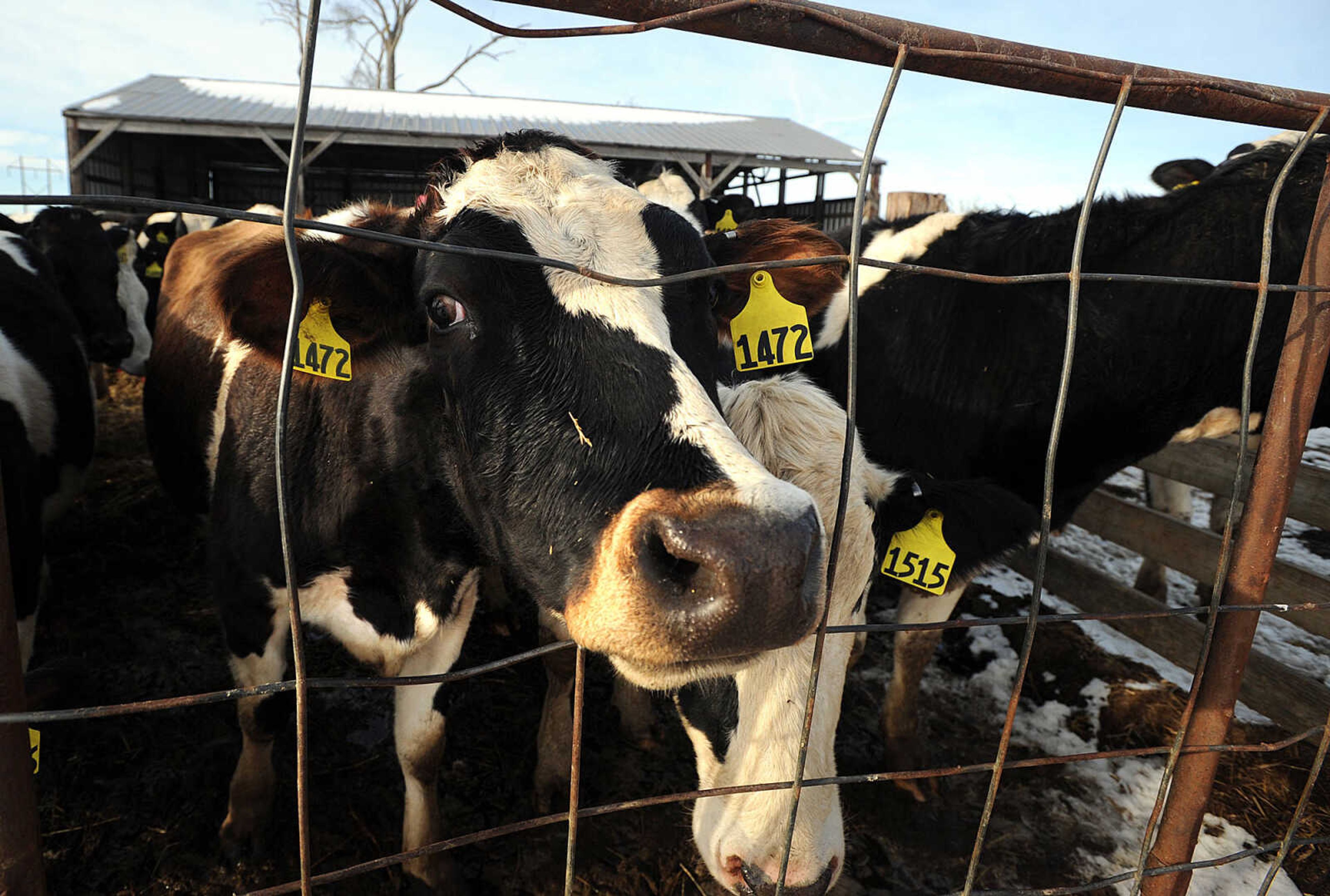 LAURA SIMON ~ lsimon@semissourian.com

Heifers at Jerry Siemers' Cape Girardeau dairy farm, Tuesday, March 4, 2014.