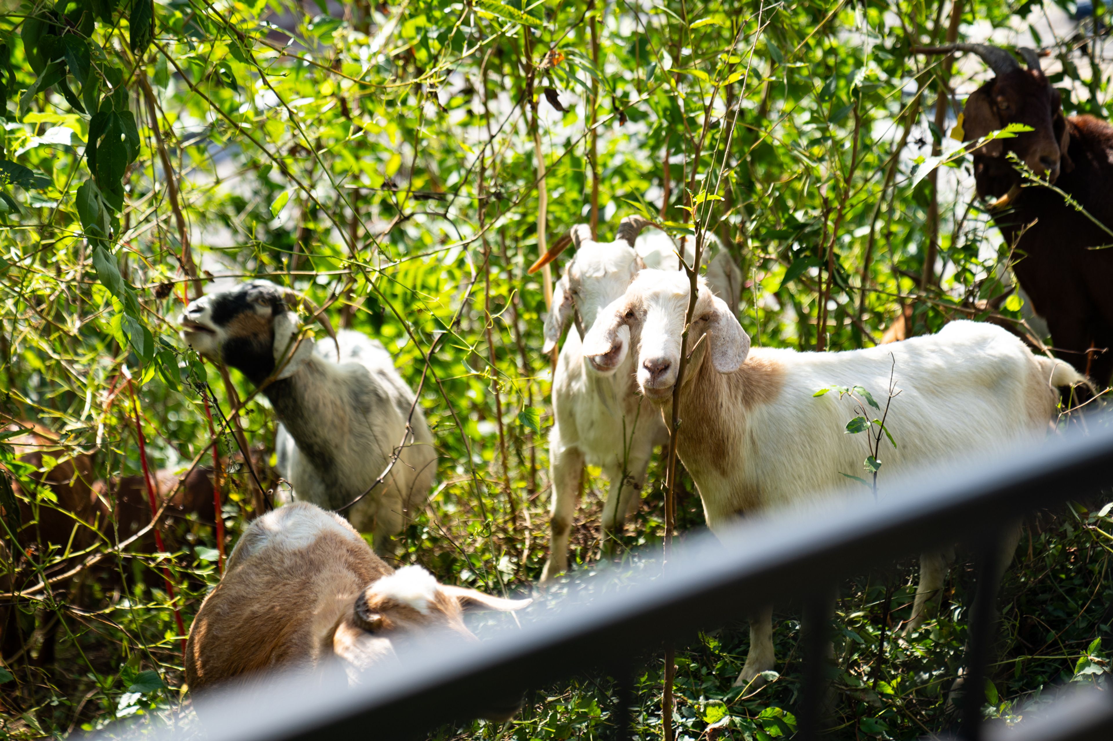 Goats clean up Cape Girardeau