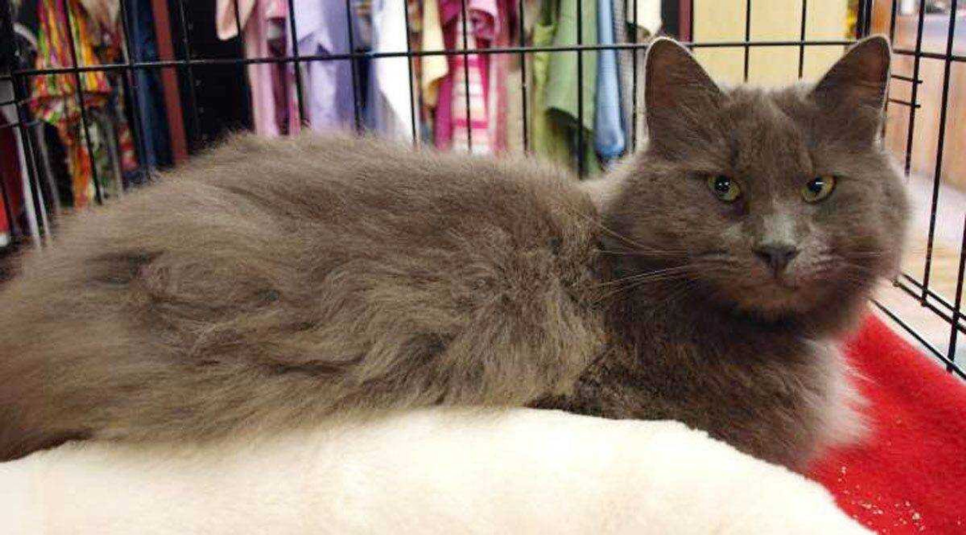 Bear is a handsome, long-haired, gray cat that is only 2 years old. He loves attention and likes to be held. Bear is a very sweet cat. For more information, call Safe Harbor Animal Sanctuary at 243-9823.