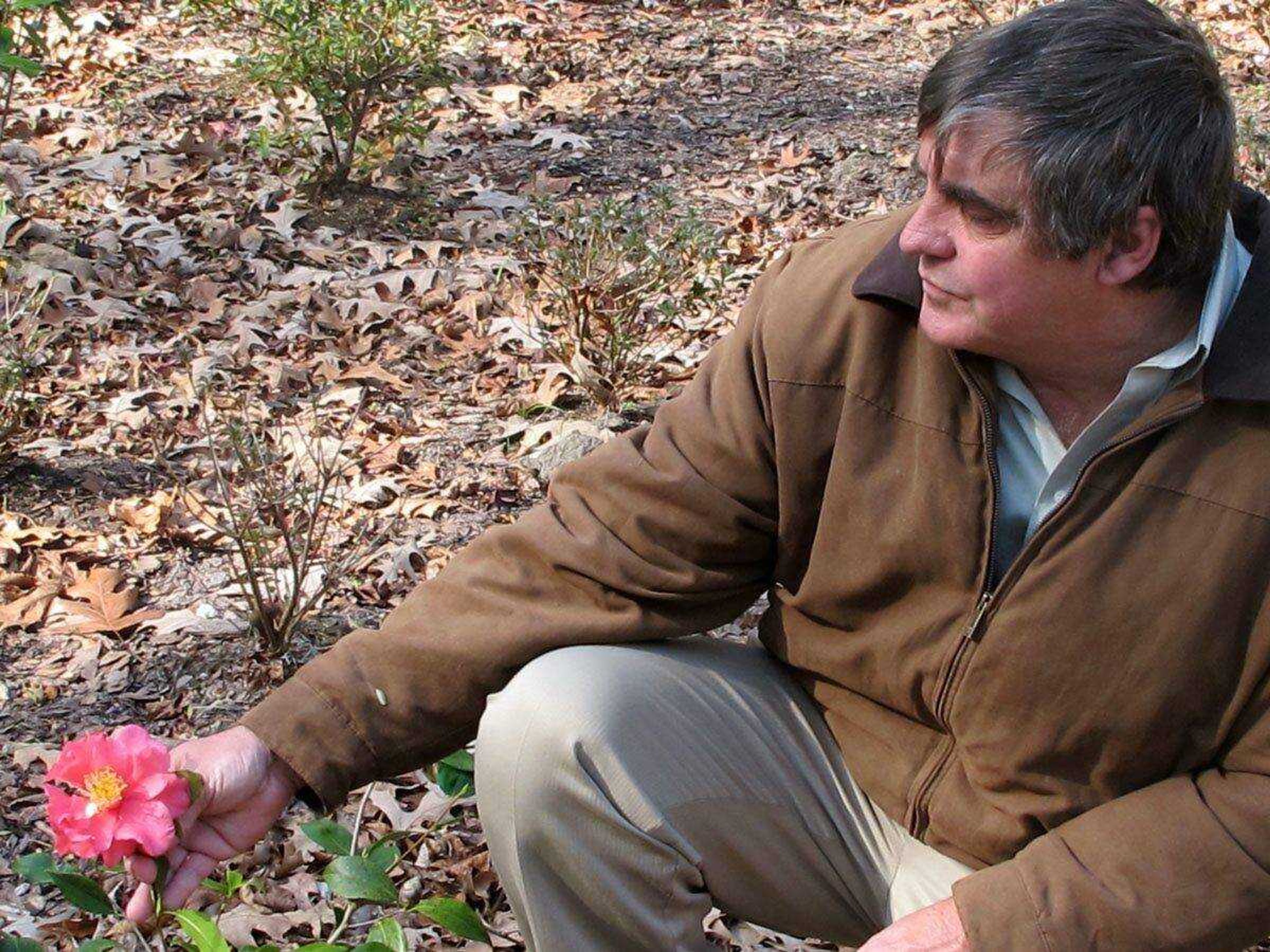 In this Feb. 9, 2012 photo, Tom Johnson, the executive director of Magnolia Plantation and Gardens, shows an unnamed camellia variety at the gardens outside Charleston, S.C. Magnolia is working to create the largest collection of ancient camellias in the world. (AP Photo/Bruce Smith)