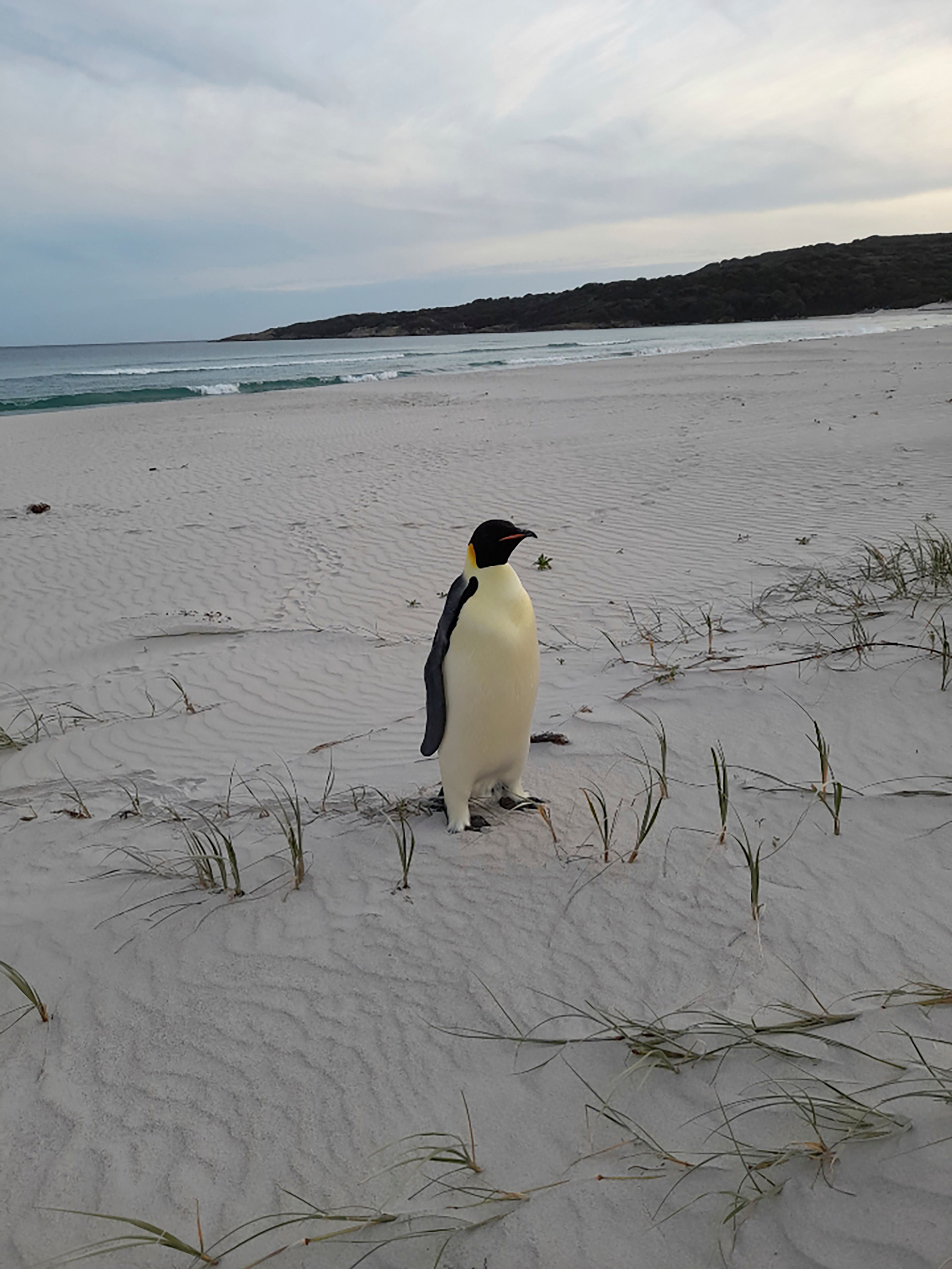 In this photo provided by the Department of Biodiversity, Conservation and Attractions, a male emperor penguin dubbed Gus, stands on a beach near Denmark, Australia, on Nov. 1, 2024, thousands of kilometers from its normal habitat on Antarctica. (DBCA via AP)