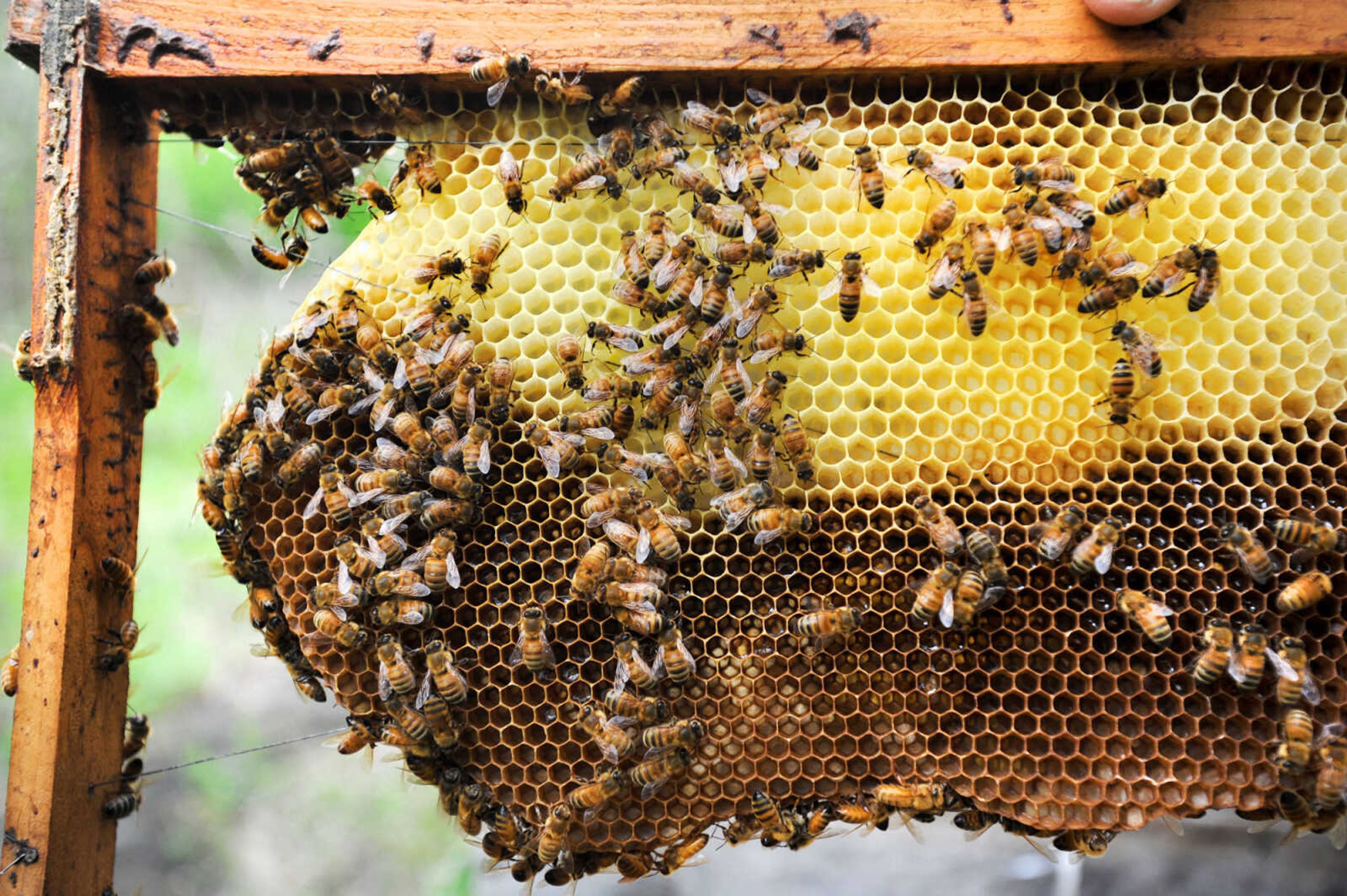 LAURA SIMON ~ lsimon@semissourian.com

Honey bees got to work in one of Grant Gilliard's Cape Girardeau County hives.