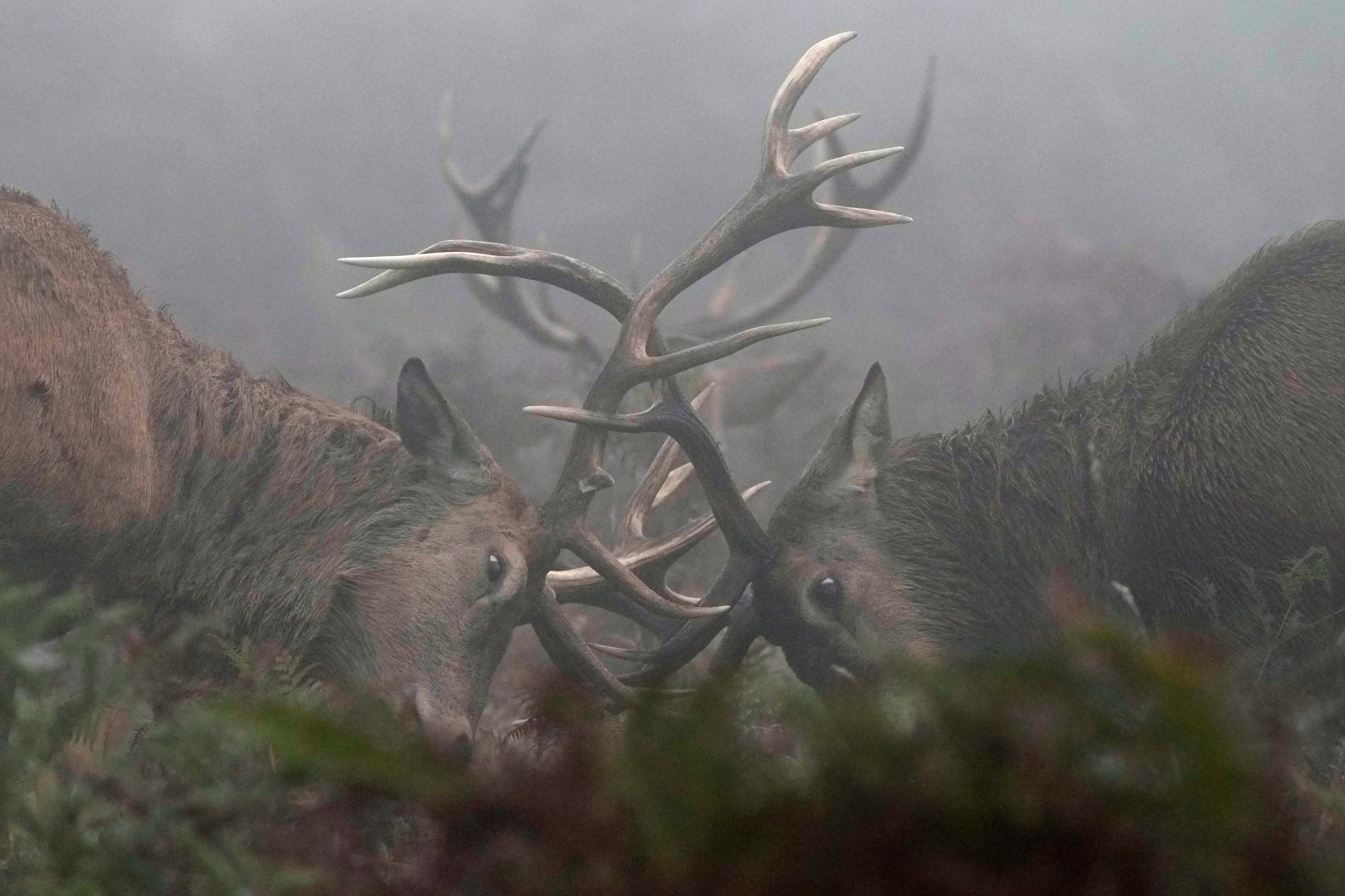 Deer rut in the early morning fog in Bushy Park, south west London, Friday, Oct. 18, 2024. (AP Photo/Alastair Grant)