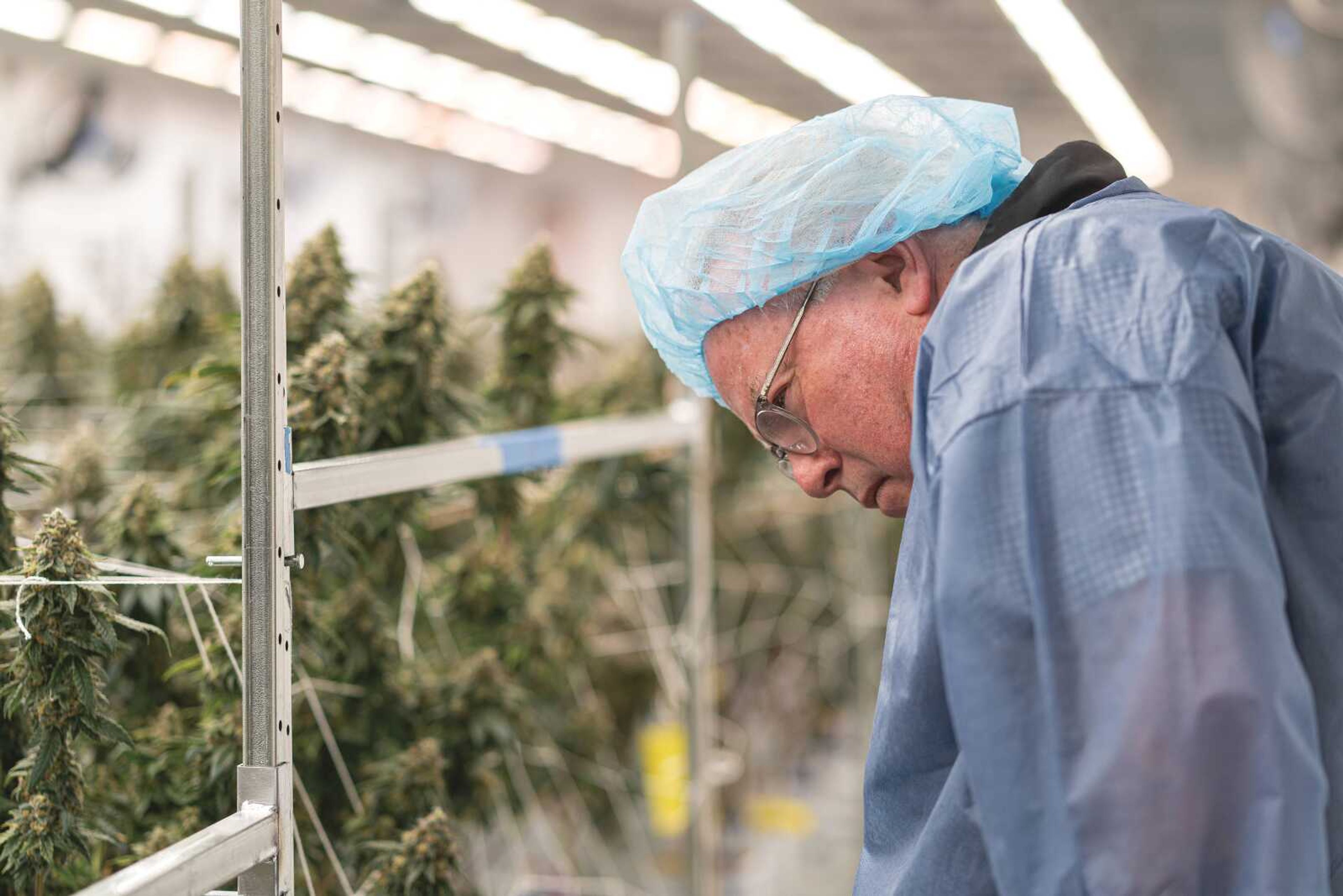 Ray Boyer, principal of Organic Remedies-Missouri, looks over some of the flowering cannabis plants at the company's medical marijuana growing facility in Chaffee on Friday, June 10, 2022. 