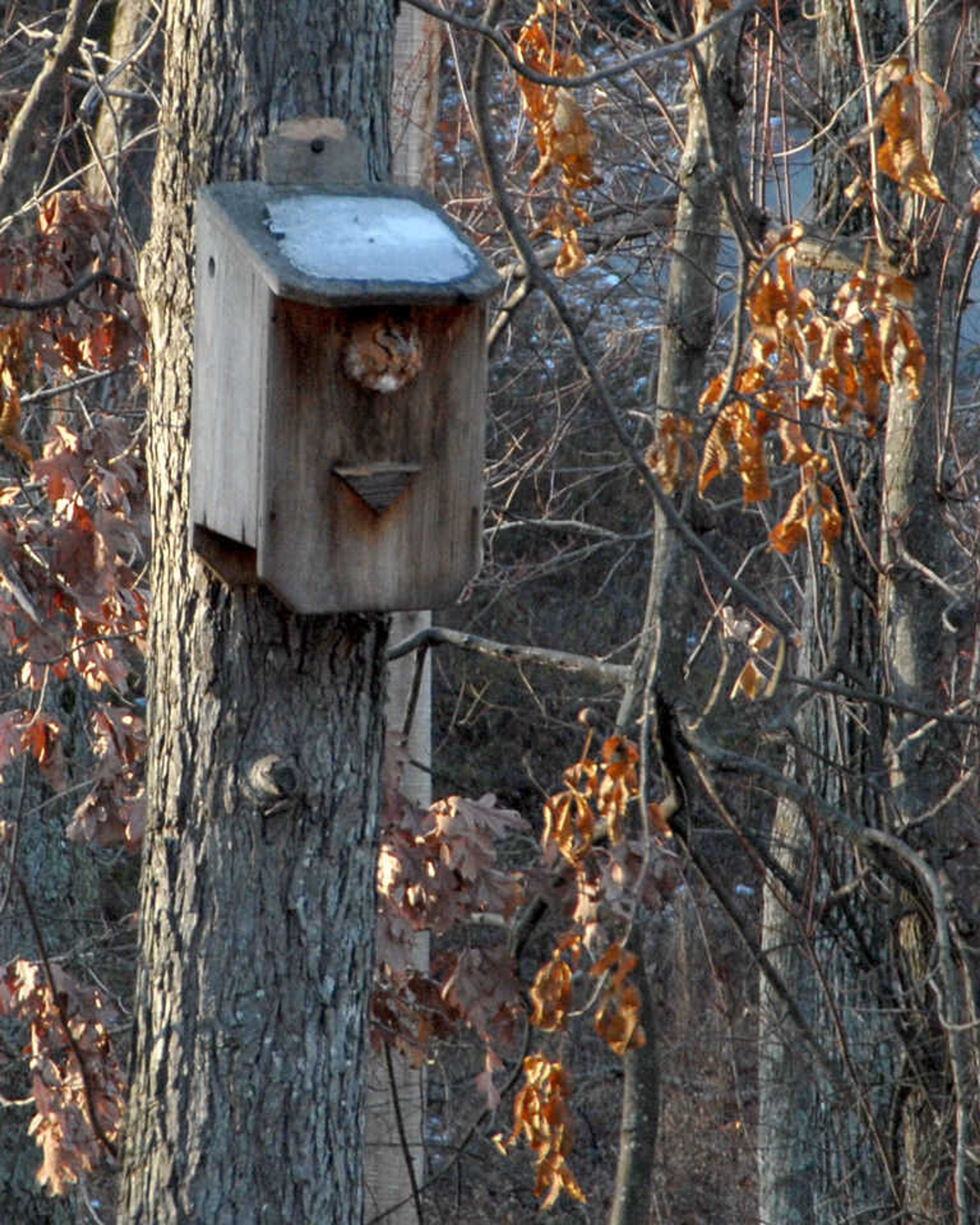 Screech Owl House