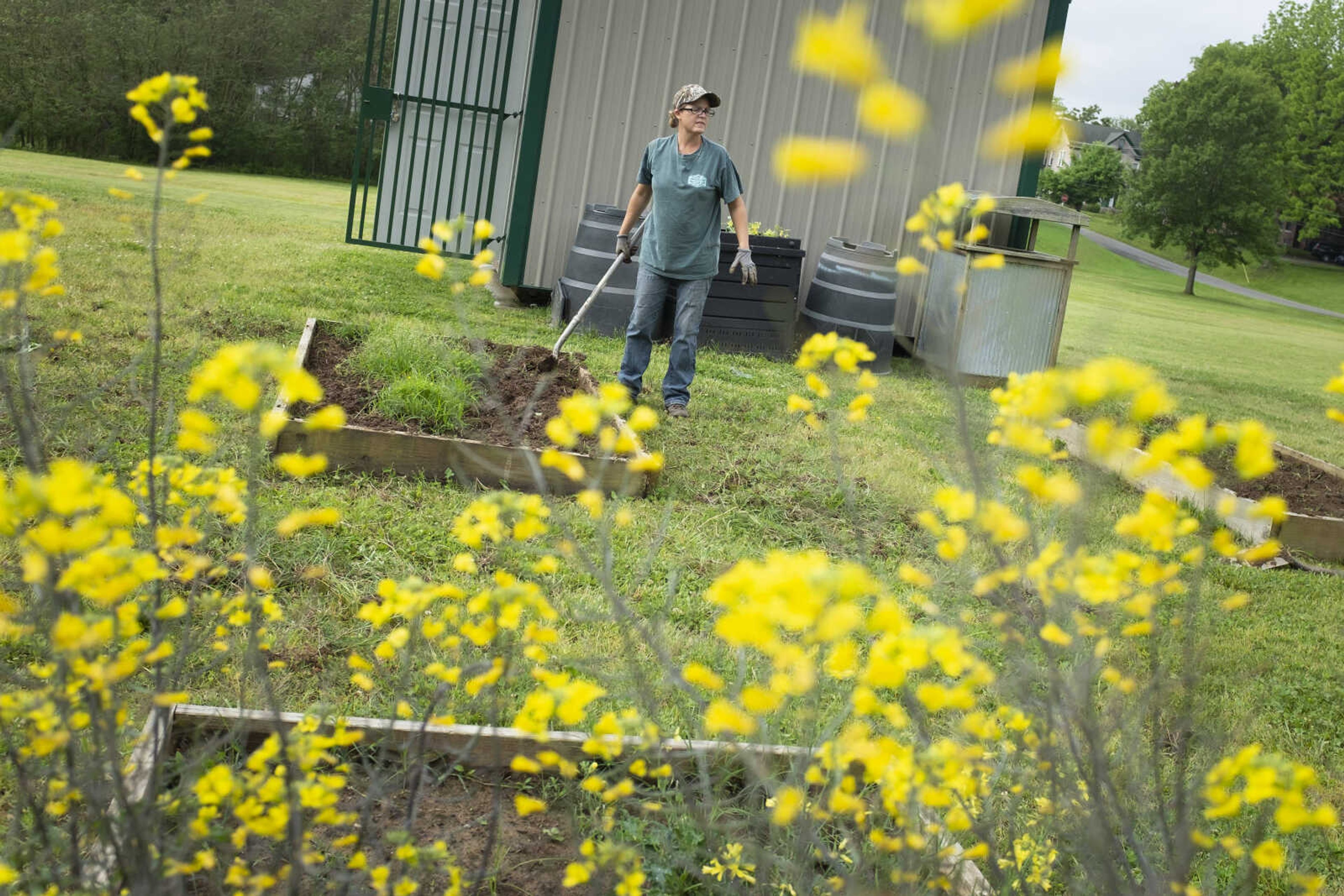 Melissa LaPlant, manager of Southeast Missouri State University's Charles Hutson Greenhouse, tends to gardening Saturday, May 16, 2020, at Washington Park Community Garden in Cape Girardeau.