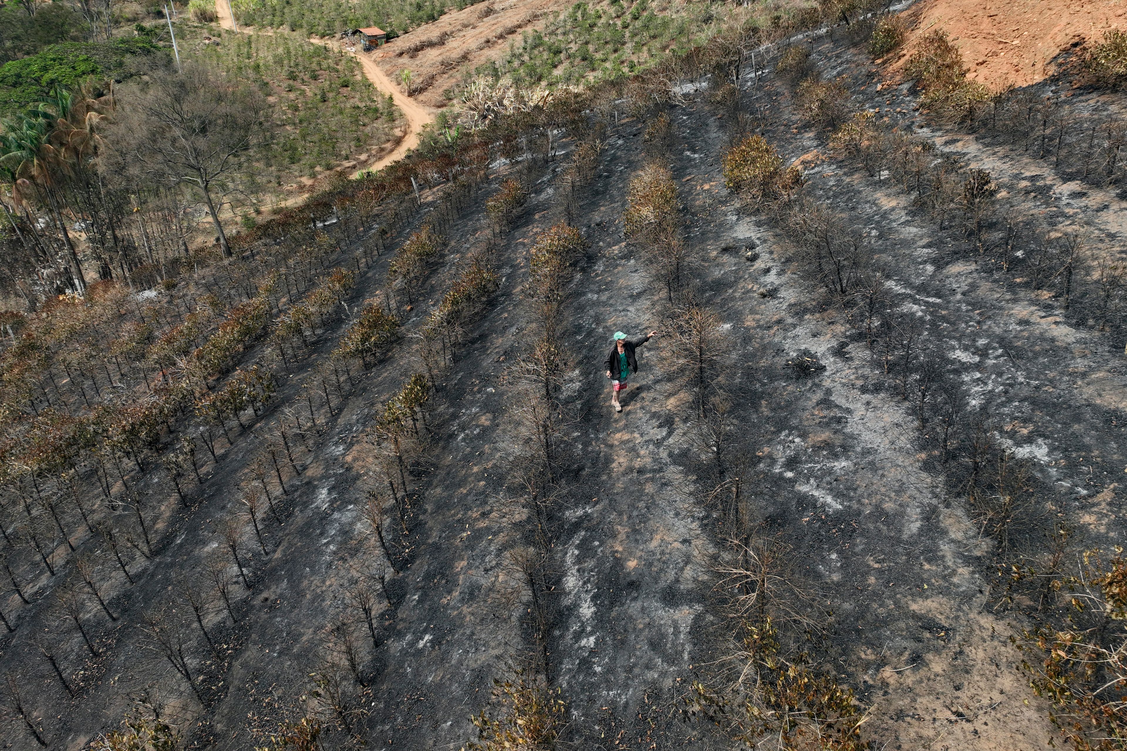 Coffee producer Joao Rodrigues Martins inspects his plantation consumed by wildfires in a rural area of Caconde, Sao Paulo state, Brazil, Wednesday, Sept. 18, 2024. (AP Photo/Andre Penner)