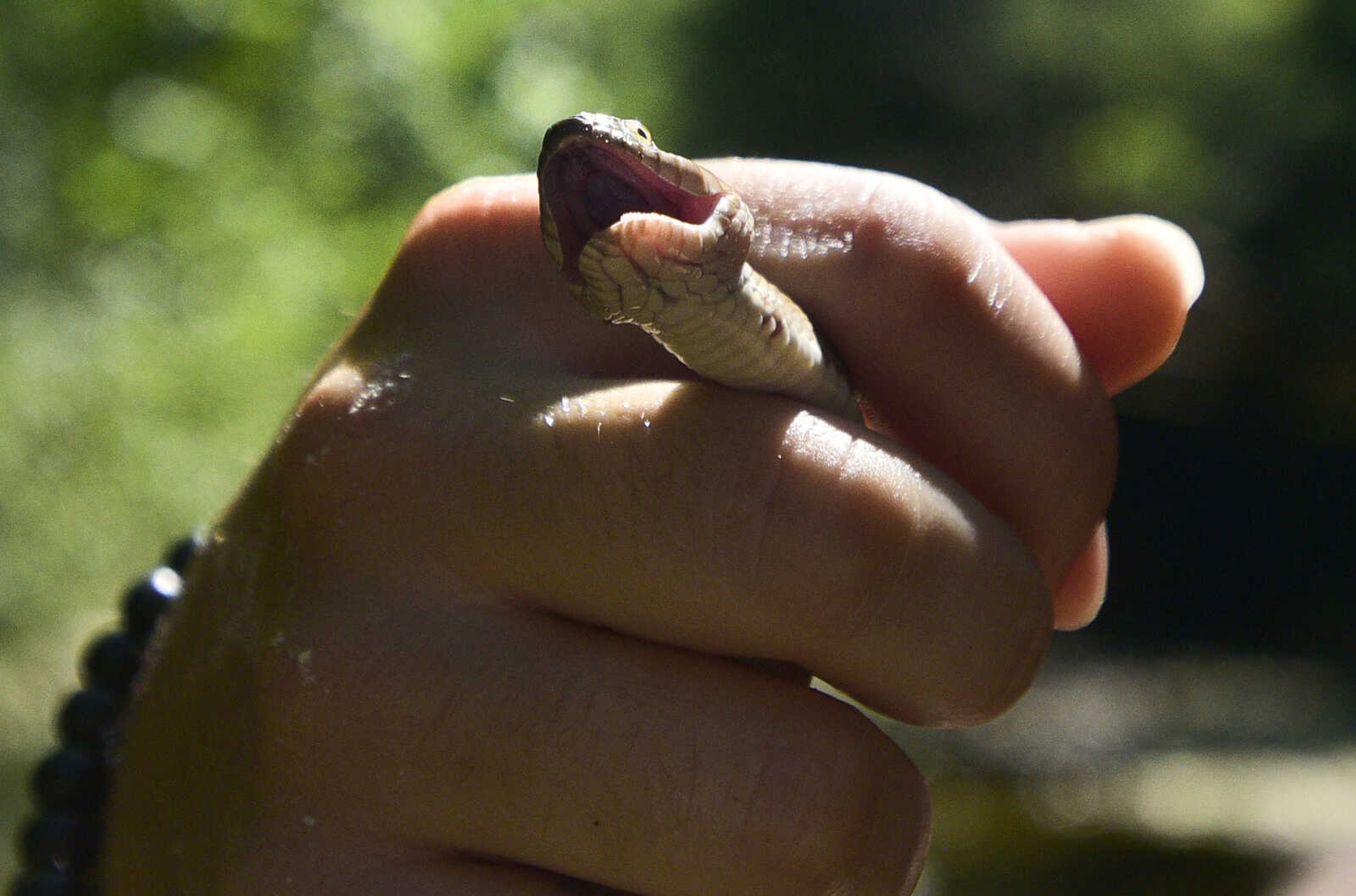 Anna Mae Zembsch handles a small Northern Water Snake she and Jordyn Richmond found in Little Indian Creek near Oriole, Missouri.