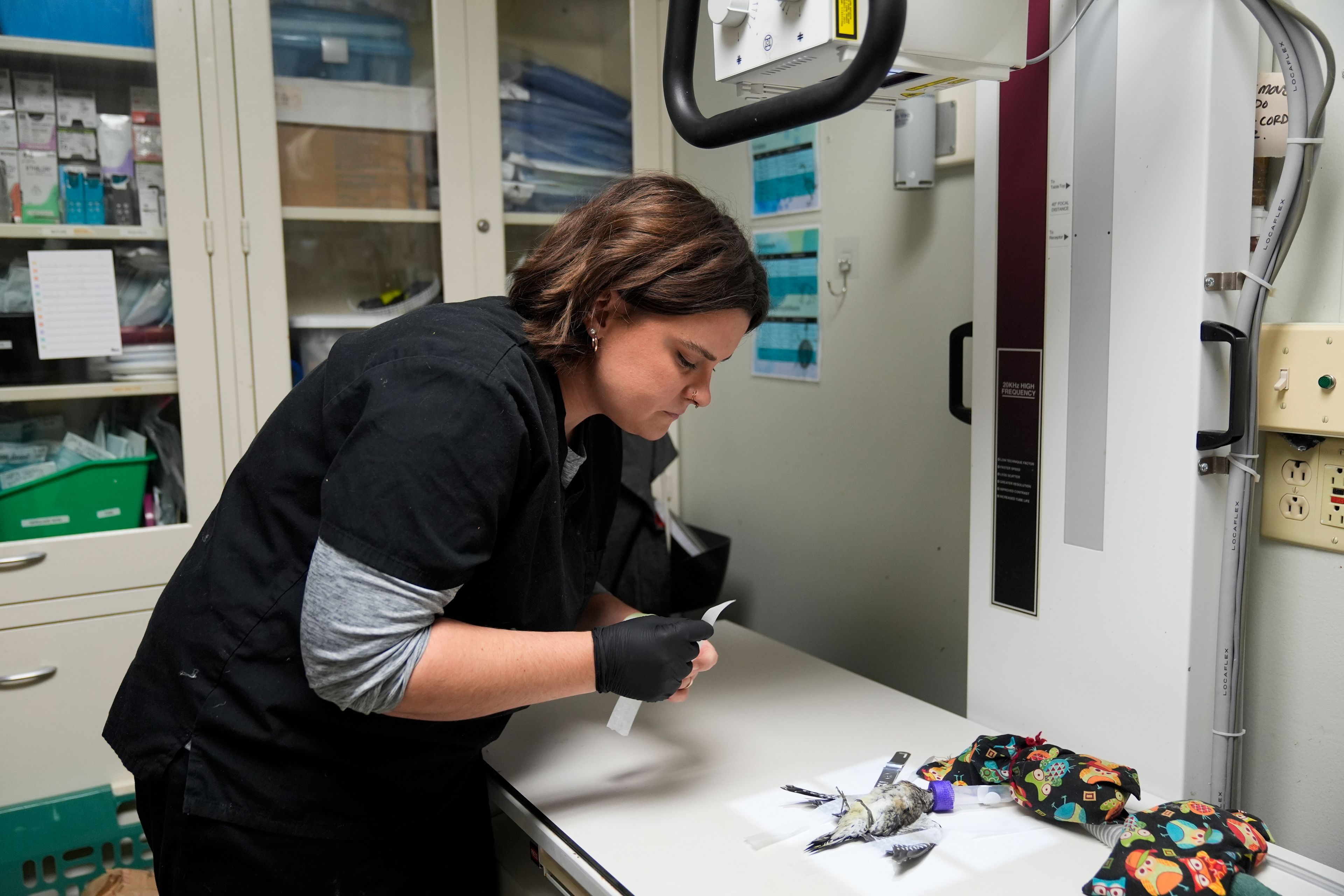 Staff veterinarian Darcy Stephenson tapes an anesthetized yellow-bellied sapsucker, a kind of migrating woodpecker, as she prepares to take x-rays at the DuPage Wildlife Conservation Center Friday, Oct. 4, 2024, in Glen Ellyn, Ill. (AP Photo/Erin Hooley)