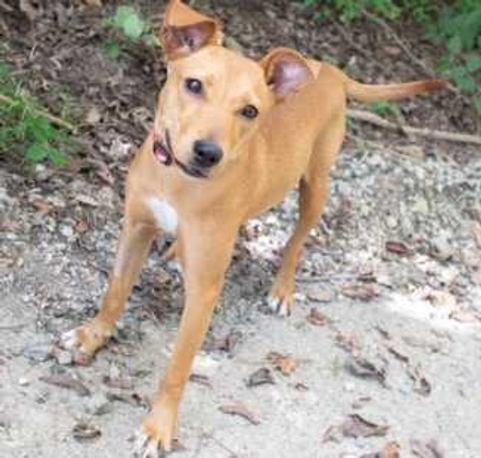 One of the 10 dogs rescued from Hurricane Ida by the Humane Society of Southeast Missouri is pictured Sunday at the shelter's headquarters in Cape Girardeau.