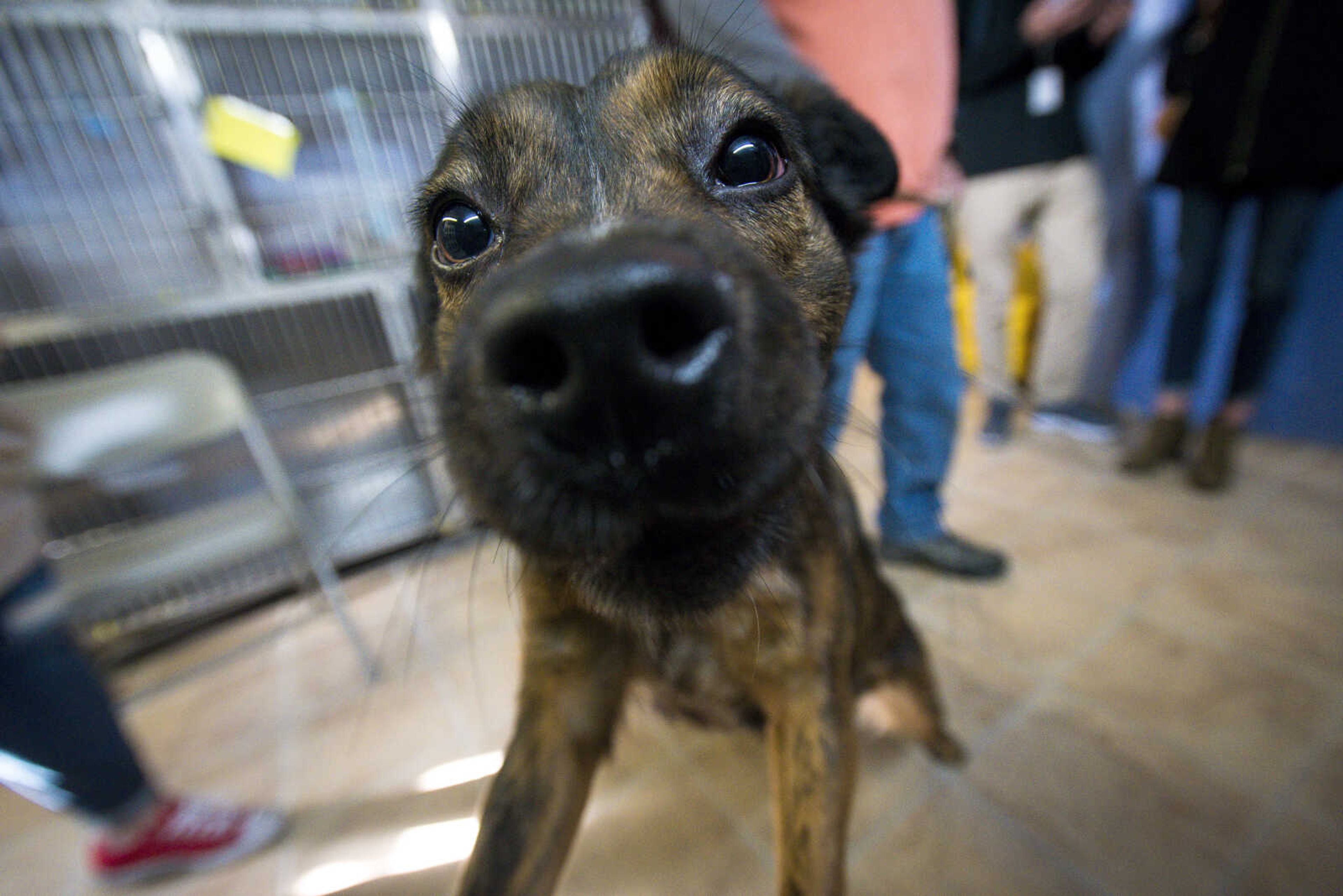 Radley the dog excitedly runs around at the 40th anniversary of the Humane Society of Southeast Missouri Saturday, Dec. 16 , 2017 in Cape Girardeau. (Andrew J. Whitaker)