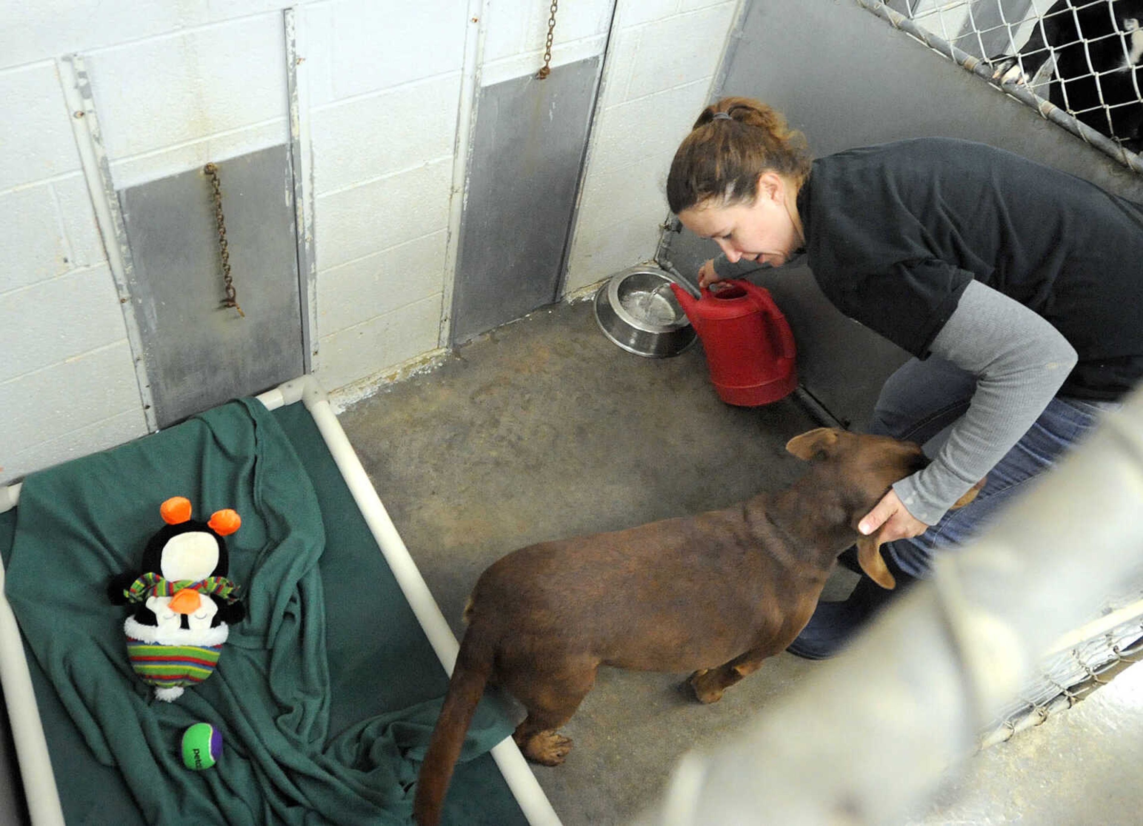 LAURA SIMON ~ lsimon@semissourian.com

Jaime Zimmerman, animal care supervisor at the Humane Society of Southeast Missouri, pets one of the dogs up for adoption while pouring her fresh water and giving her toys, Tuesday, Nov. 19, 2013. Zimmerman went from kennel to kennel cleaning, putting blankets down, filling food and water bowls and giving toys to each dog.