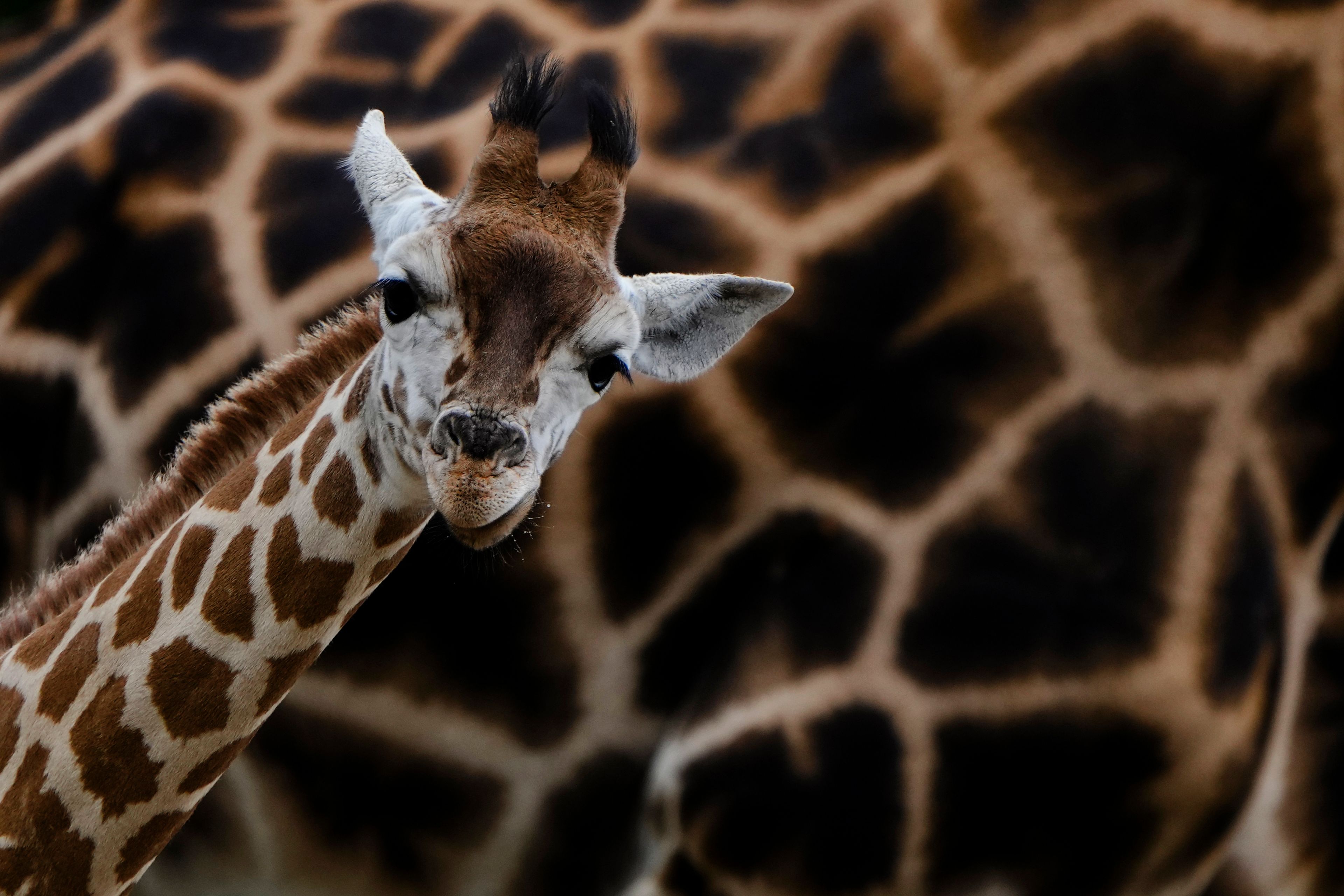 Emily, a new born Rothschild's Giraffe, born on Aug. 11, 2024. stands in front of her mother Katharina, during a name giving event at the Tierpark zoo in Berlin, Germany, Thursday, Aug. 22, 2024. (AP Photo/Markus Schreiber)