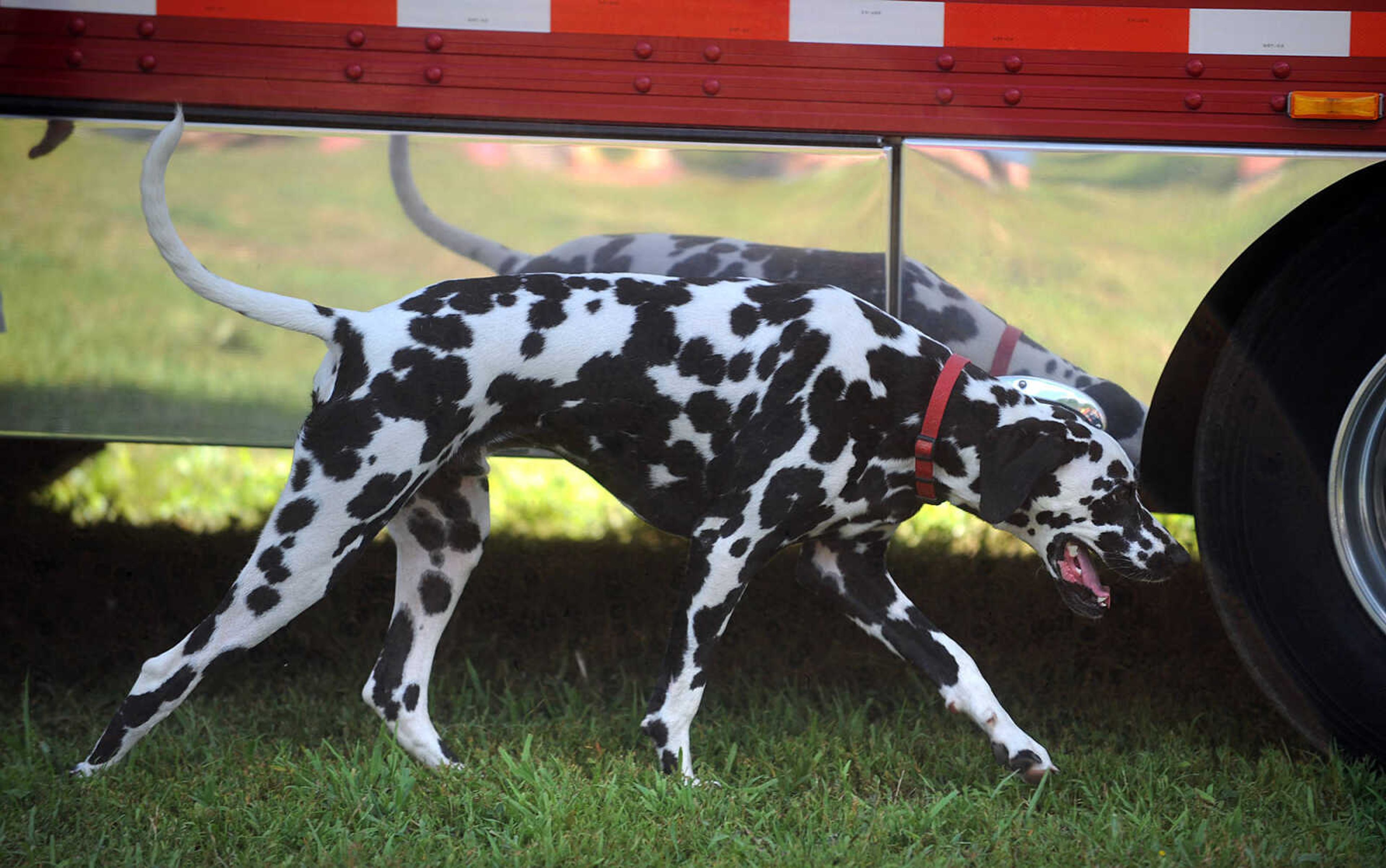 LAURA SIMON ~ lsimon@semissourian.com

Clyde the dalmation roams around The Hope Theraputic Horsemanship Center in Perryville, Missouri, Friday, June 20, 2014.