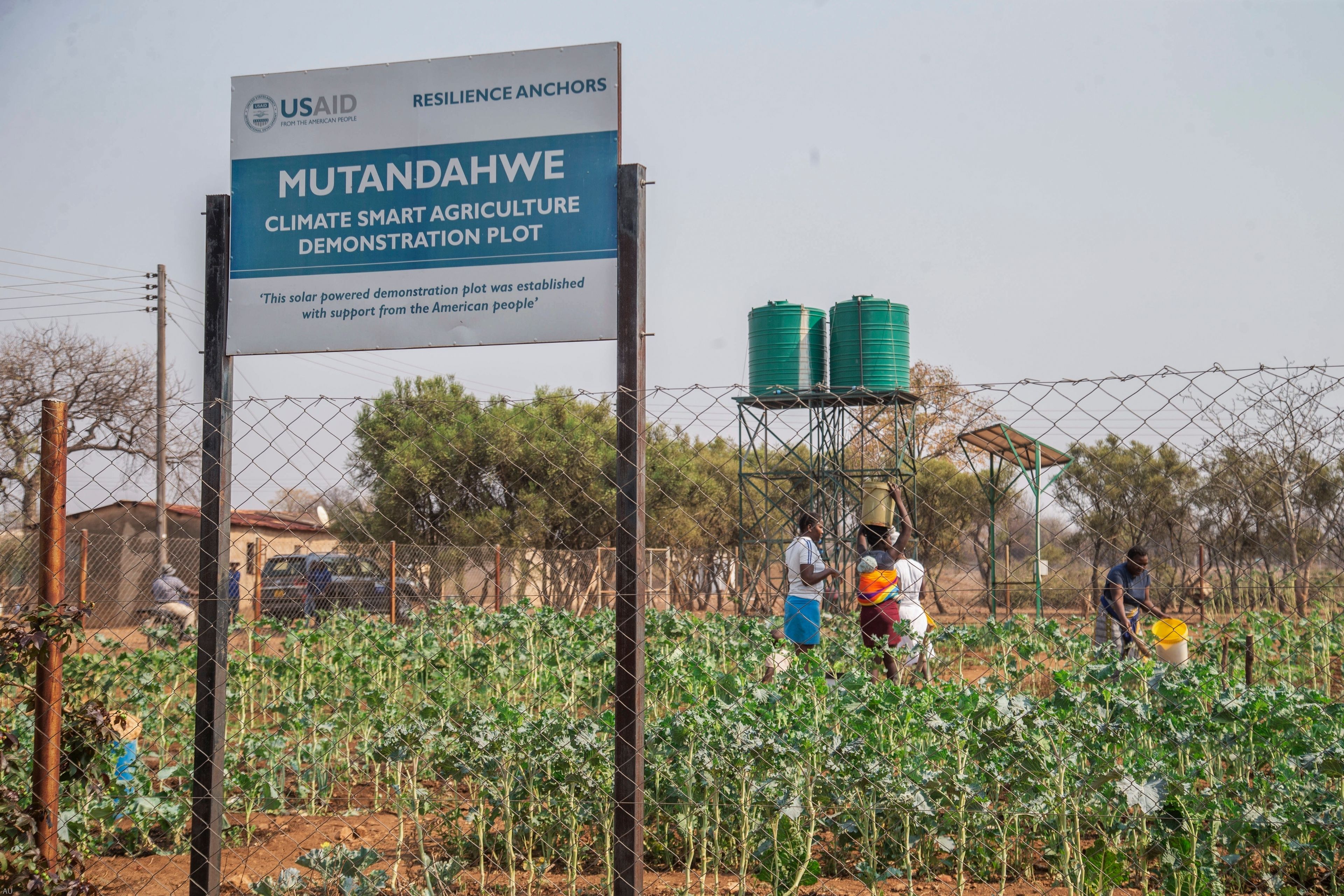 Villagers tend to their crops in a plot that is part of a climate-smart agriculture program funded by the United States Agency for International Development in Chipinge, Zimbabwe, Thursday, Sept. 19, 2024. (AP Photo/Aaron Ufumeli)