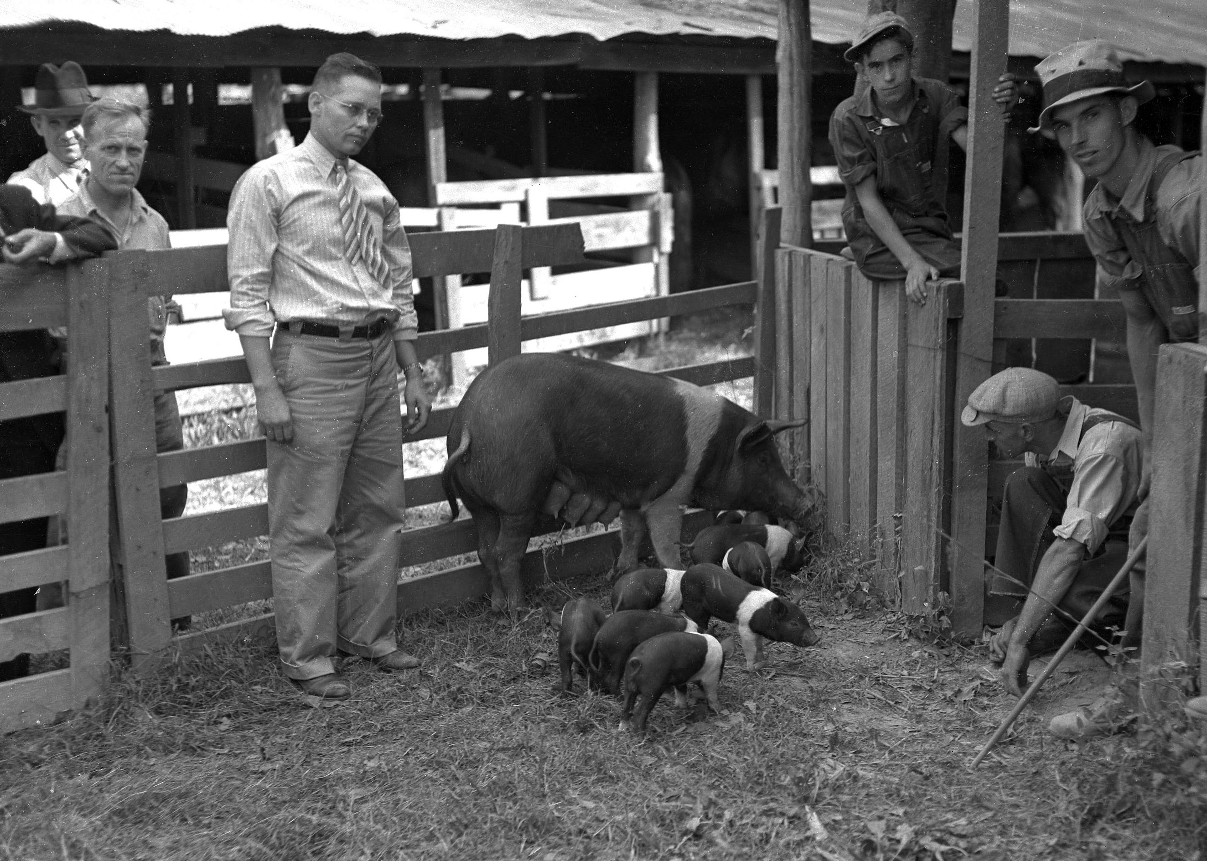 Bollinger County farm agent Herold Lemar shows off his prize-winning Hampshire sow and her litter of nine piglets at the 10th annual Bollinger County Fair in September 1938. About 300 head of livestock were exhibited at the fair. 
