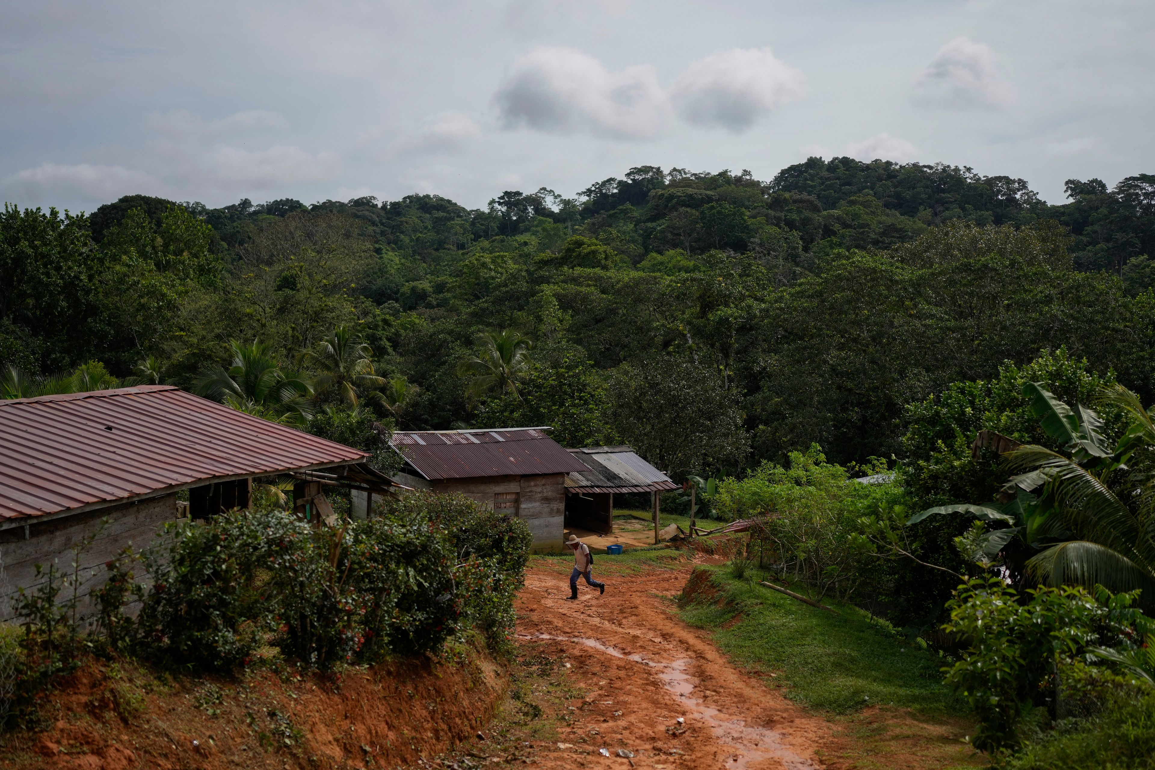 A man walks to a meeting with Panama Canal representatives through El Jobo, a village that could lose reliable access to water due to a proposed dam project in the Indio River to secure the Panama Canal’s uninterrupted operation in Panama, Saturday, Aug. 31, 2024. (AP Photo/Matias Delacroix)