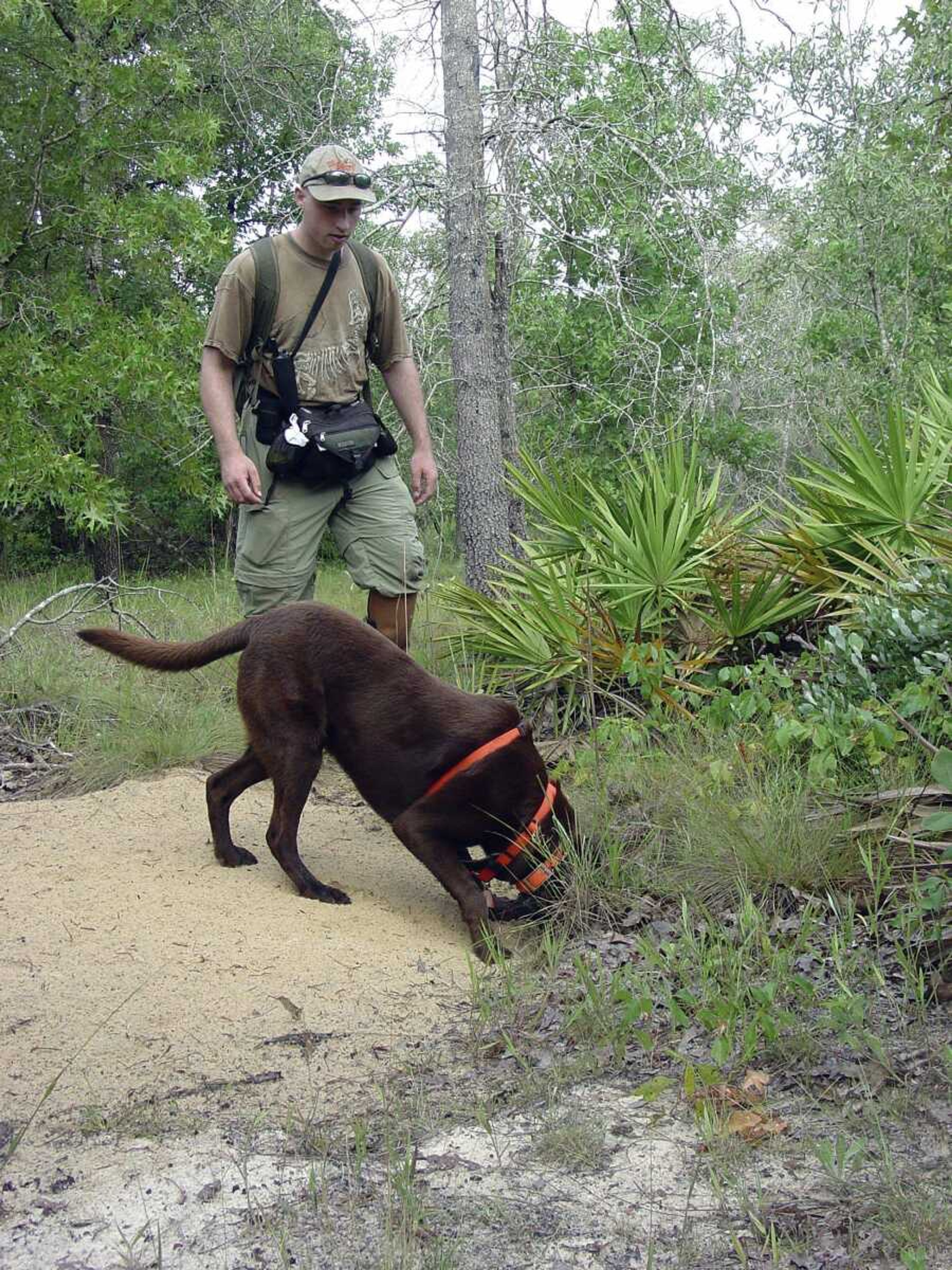 Wildlife detector dog CJ examines a gopher tortoise burrow alongside herpetologist Javan Bauder in rural southern Georgia. CJ was trained to find indigo snakes with The Orianne Society, a group devoted to the conservation of that species. (Dirk J. Stevenson ~ The Orianne Society)