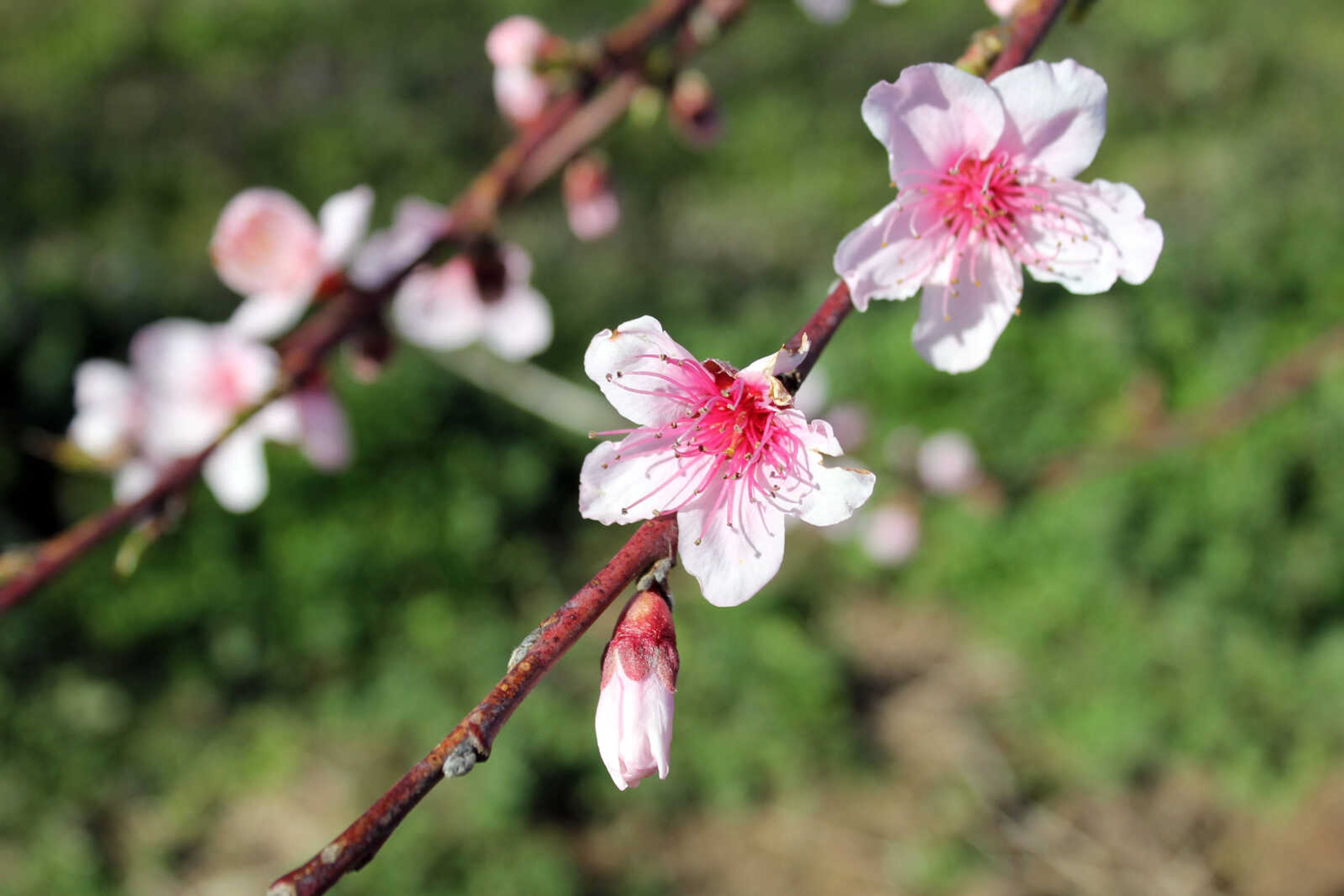 Emily Priddy ~ epriddy@semissourian.com
Peach trees bloom Friday, March 10, 2017, along a side road just off old U.S. 51 outside Cobden, Illinois.