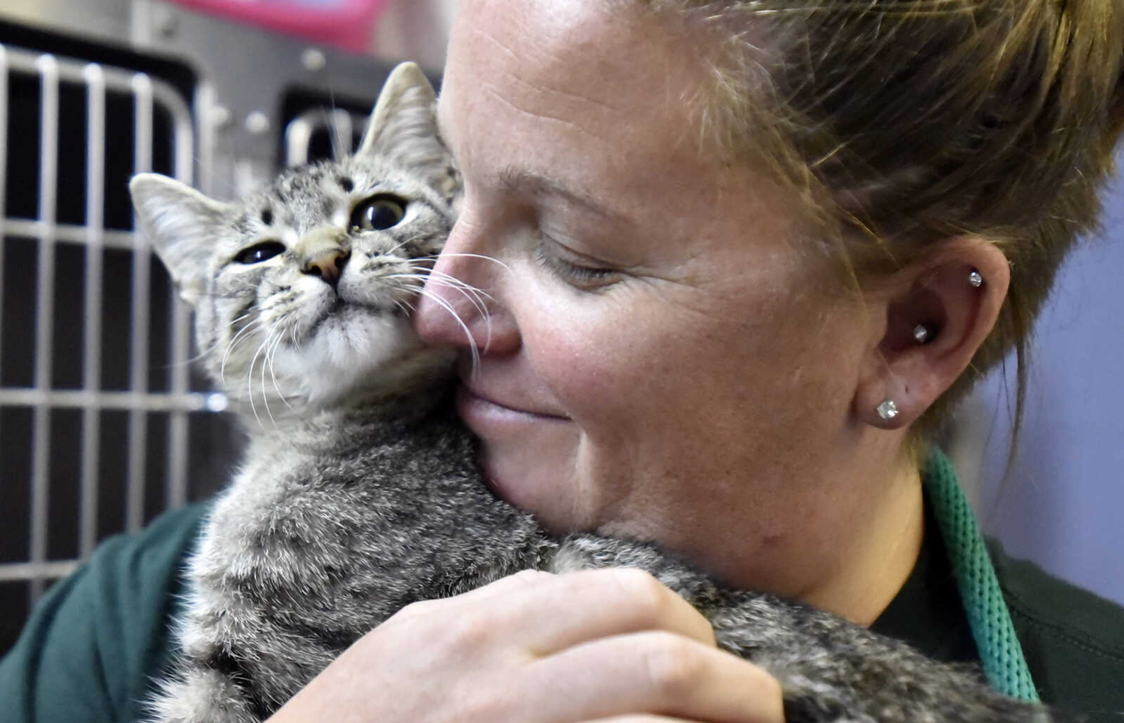 Storm, a five-month-old kitten, cuddles up with Jen Rose at the Humane Society of Southeast Missouri on Thursday, Oct. 27, 2016. Rose said she was thinking about getting another cat, and Storm looks just like her other cat. (Laura Simon)