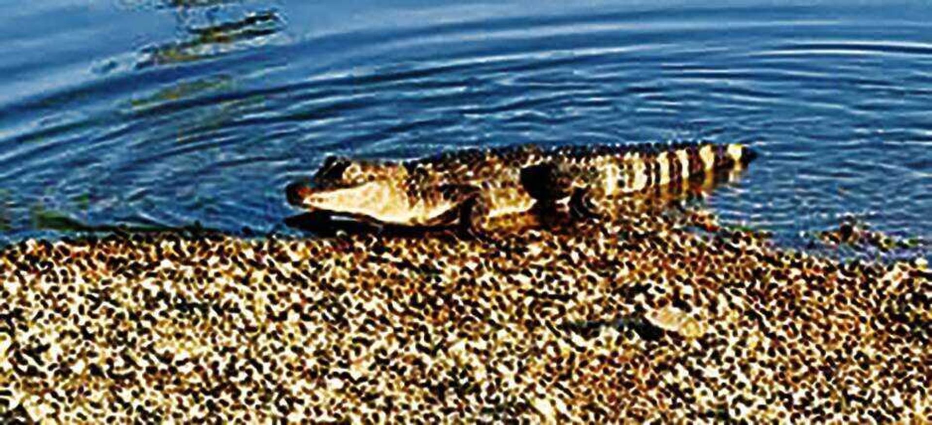 An alligator was seen over the Memorial Day weekend at Lost Creek in the Wappapello Lake area.