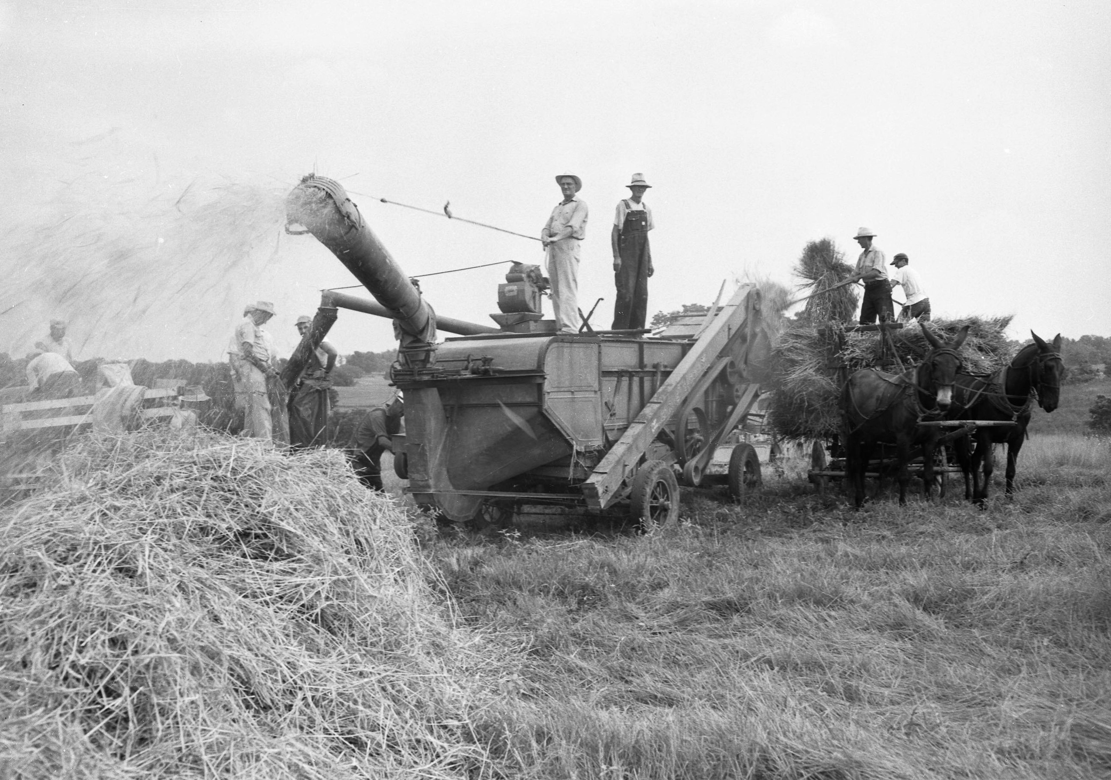 A vanishing tradition — an old-time threshing — is demonstrated in August 1958 at the J.A. Young farm east of Oak Ridge. In the separator, from the left, are Payton Miller and Albert Tuschhoff, owner of the threshing rig. Gene Myers and Lonnie Grebe are pitching bundles from the mule-drawn wagon into the maw of the separator. Tuschhoff started with a thresher in 1903, has owned four of those similar to the one shown here and has worn out two steam traction engines. 
