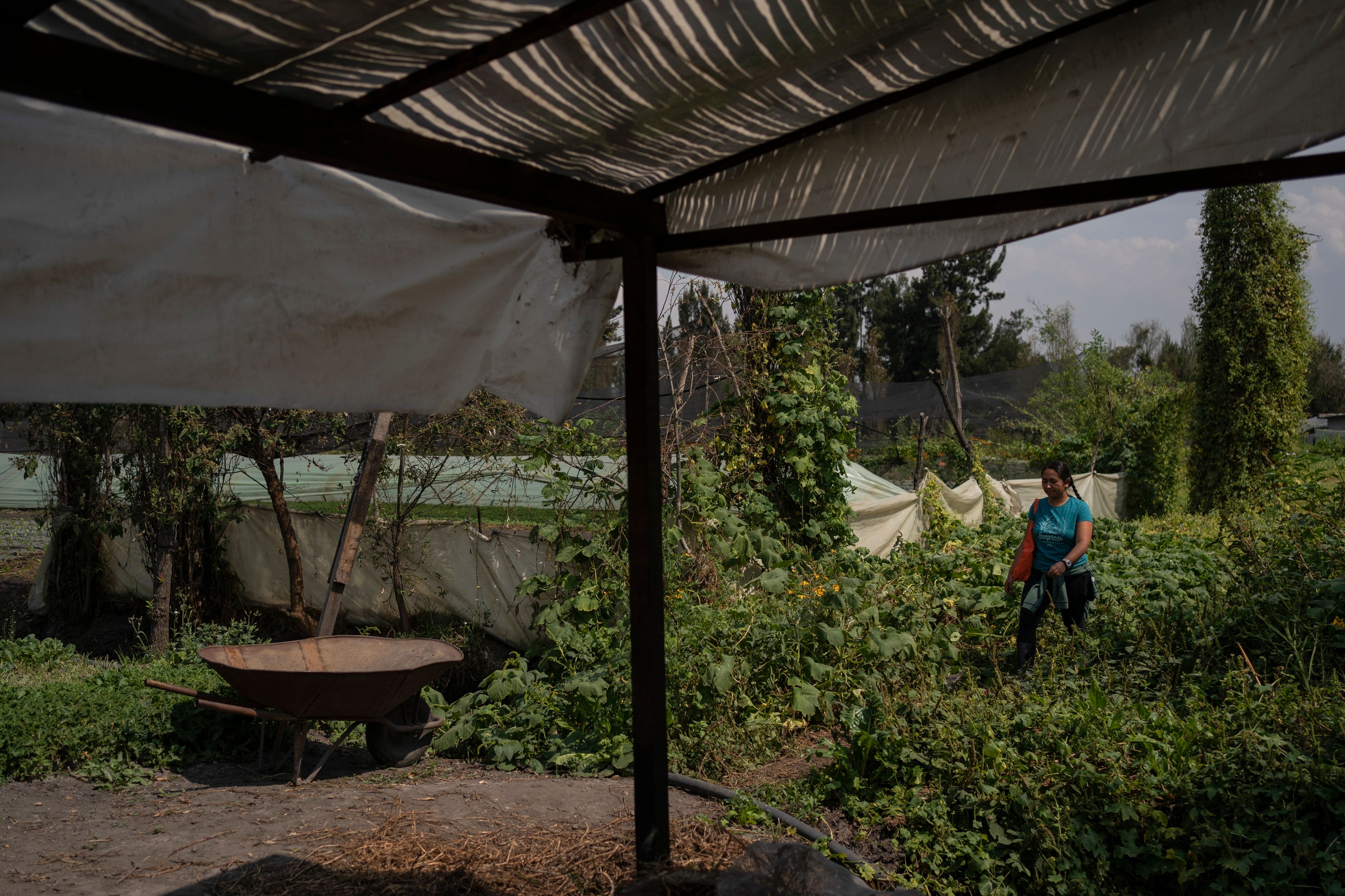 Cassandra Garduno walks in her floating garden in the Xochimilco borough of Mexico City, Tuesday, Oct. 29, 2024. (AP Photo/Felix Marquez)