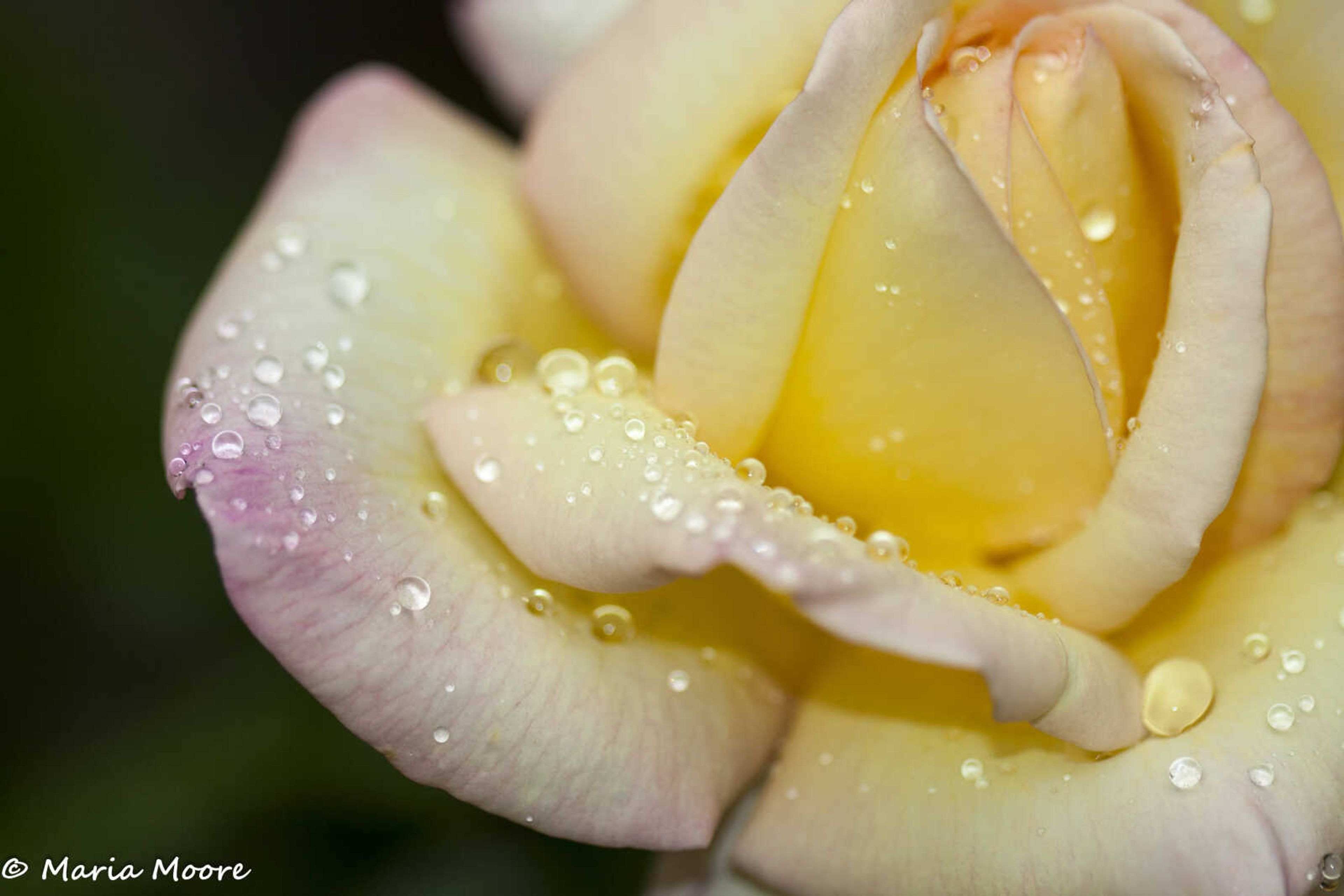 Raindrops on a rose