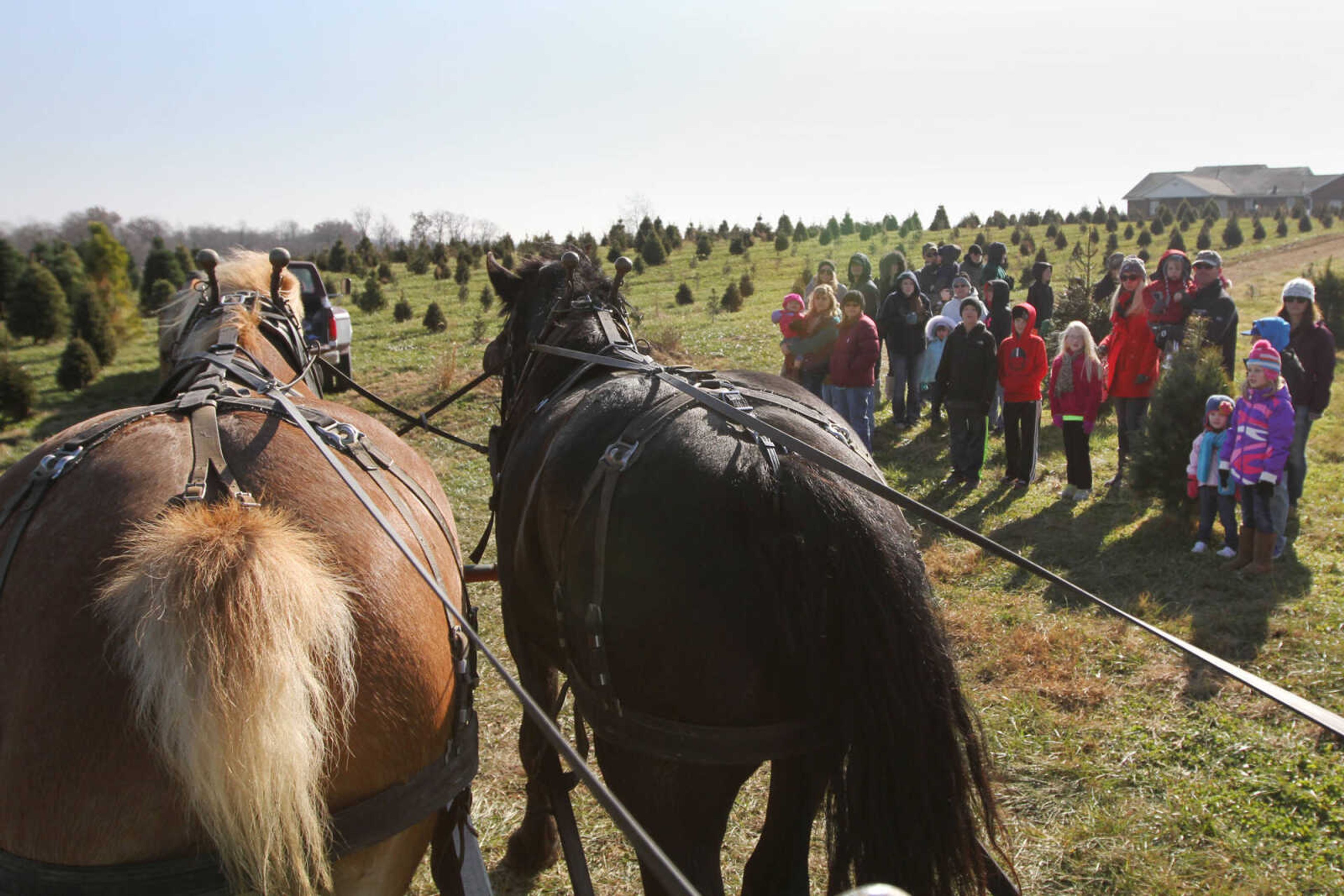 GLENN LANDBERG ~ glandberg@semissourian.com

Families wait to be picked up by a horse drawn wagon after choosing Christmas trees at Meier Horse Shoe Pines in Jackson Friday, Nov. 28, 2014.