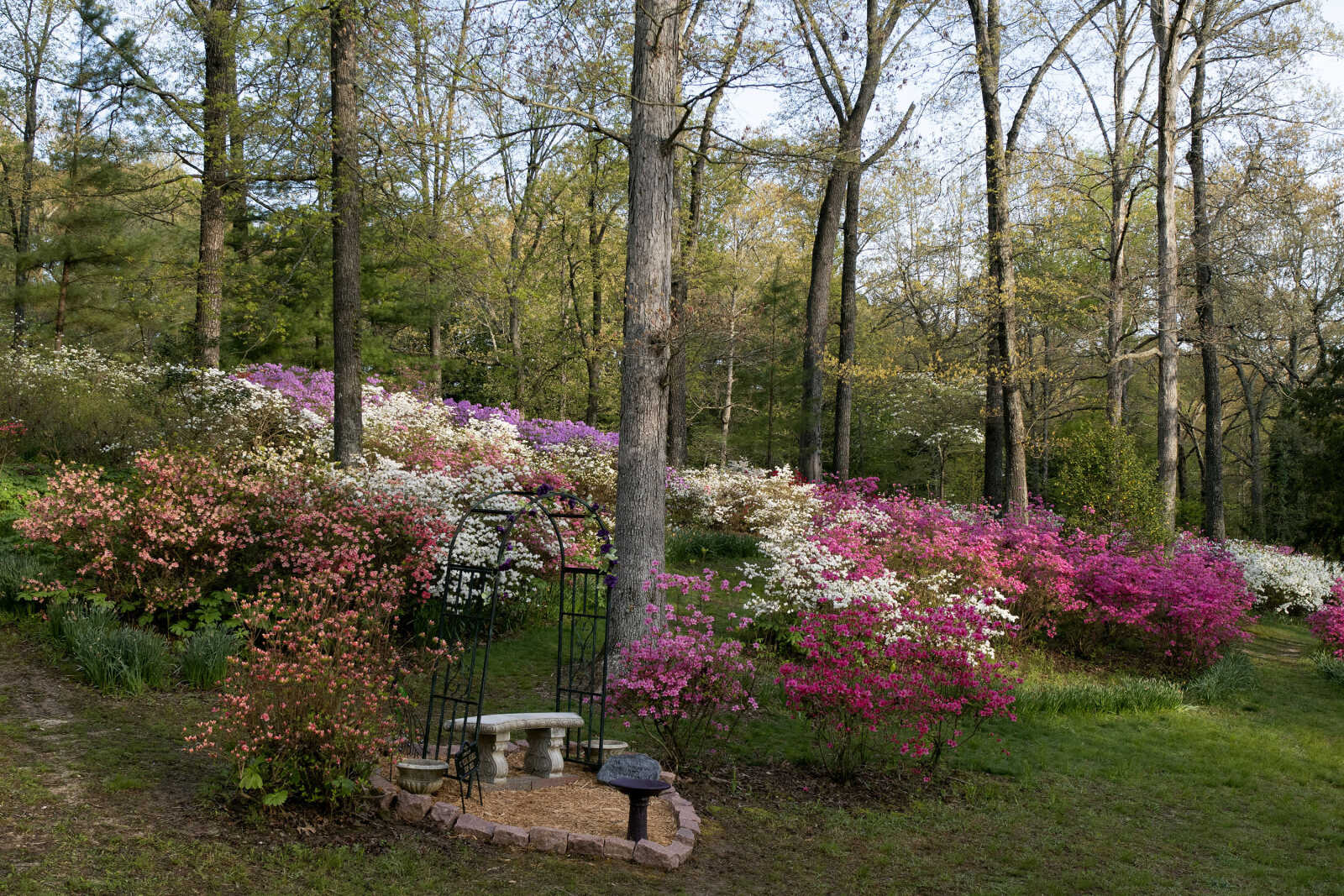 Pinecrest Azalea Gardens in bloom