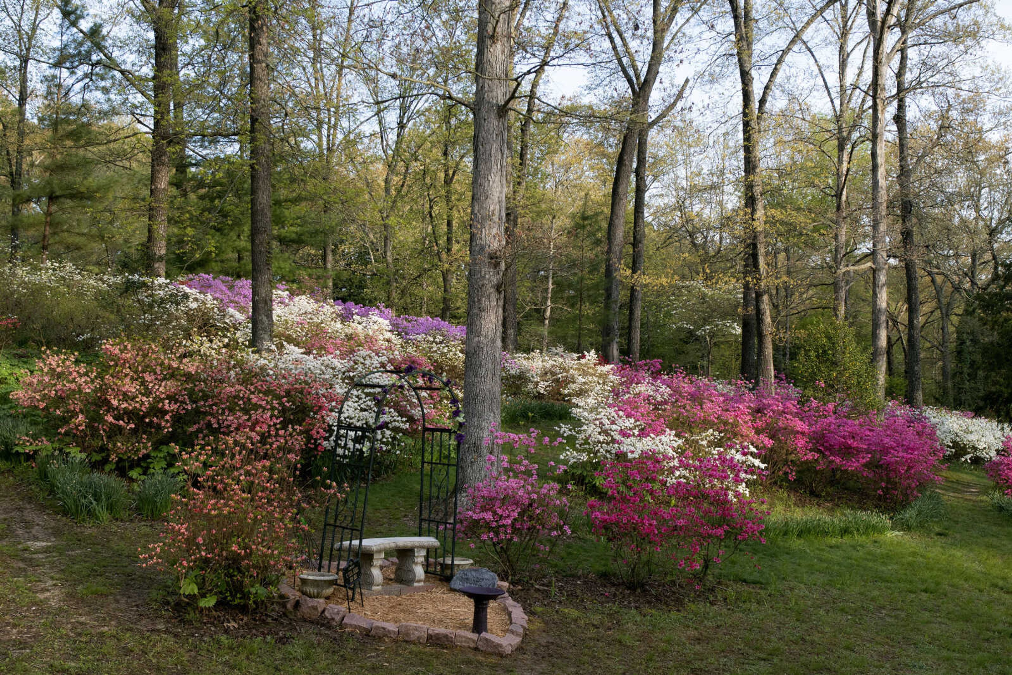 Flowers are seen Wednesday, April 22, 2020, at Pinecrest Azalea Gardens in Cape Girardeau County.