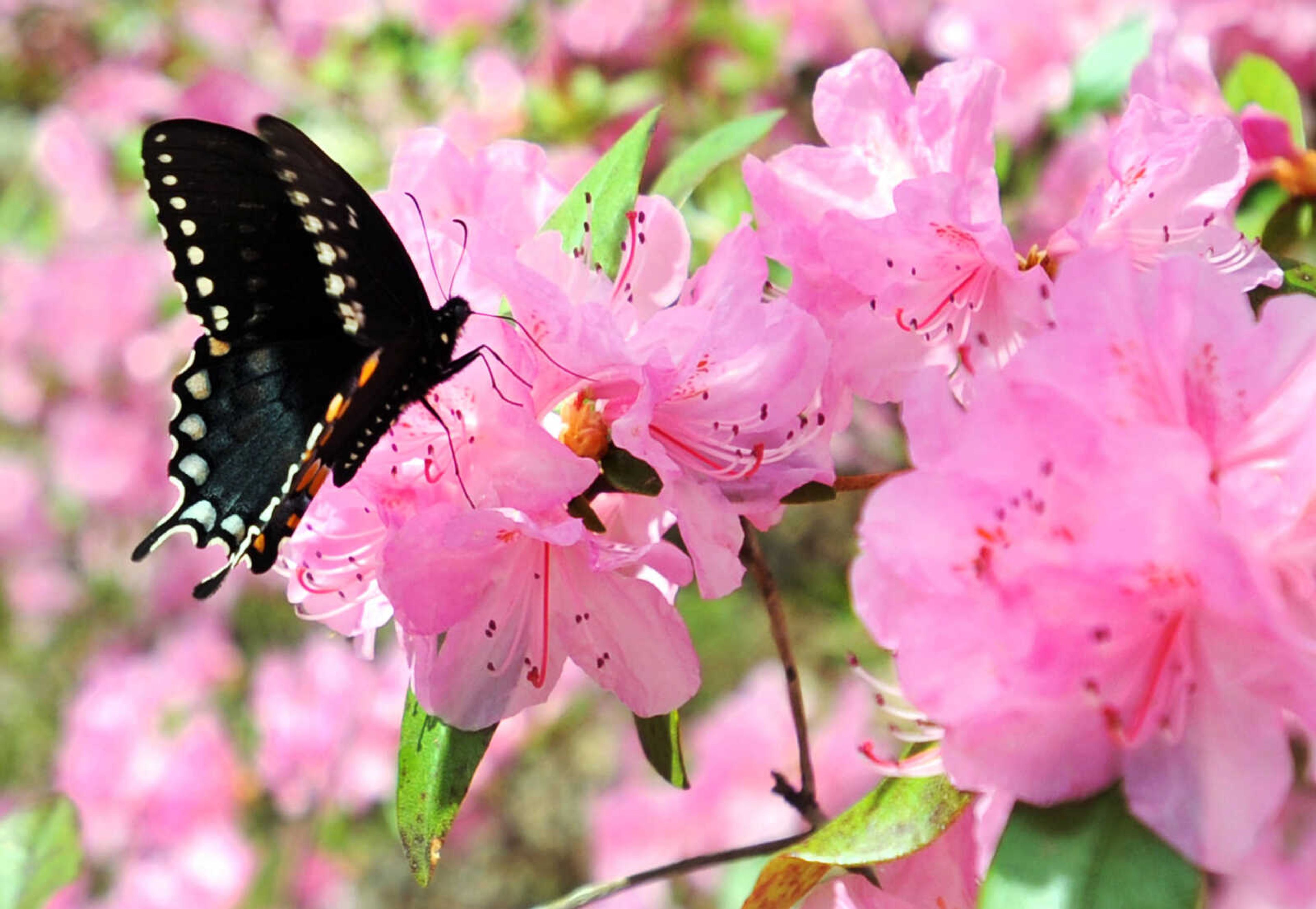 LAURA SIMON ~ lsimon@semissourian.com

Azaleas begin to bloom at Pinecrest Azalea Gardens, Thursday, April 16, 2015, in Oak Ridge, Missouri.