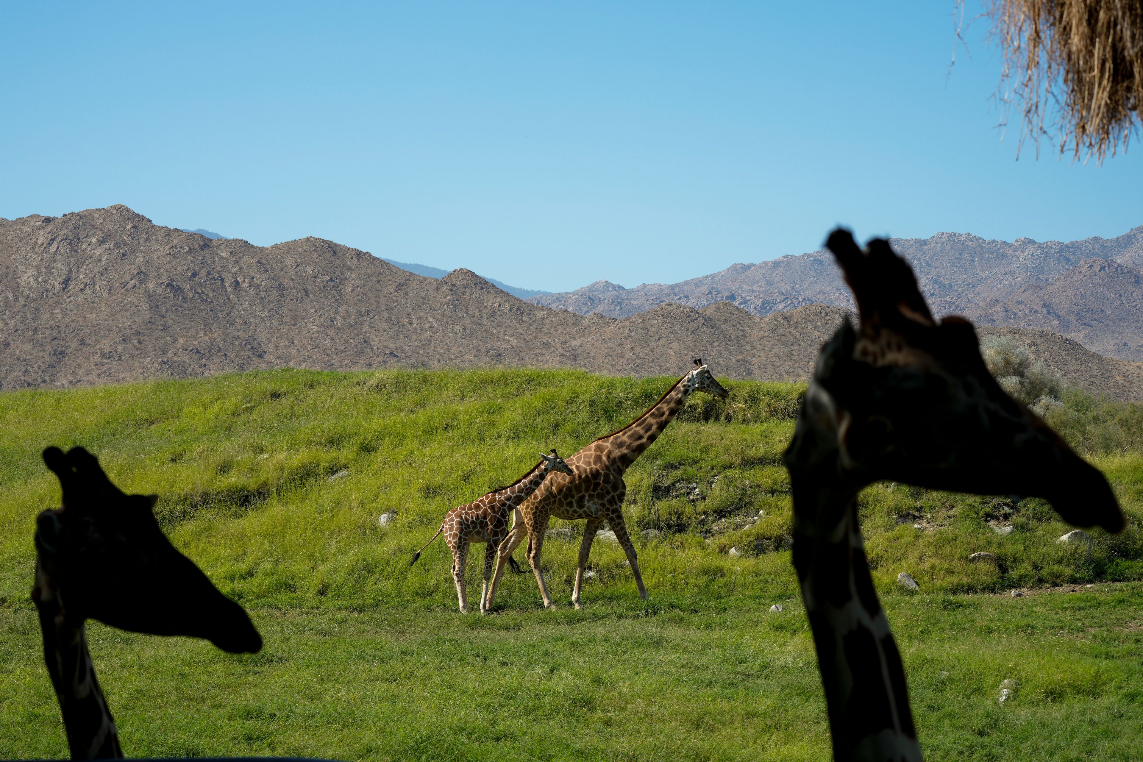 Giraffes roam their enclosure at the Living Desert Zoo and Gardens in Palm Desert, Calif., Thursday, Sept. 19, 2024. (AP Photo/Jae C. Hong)