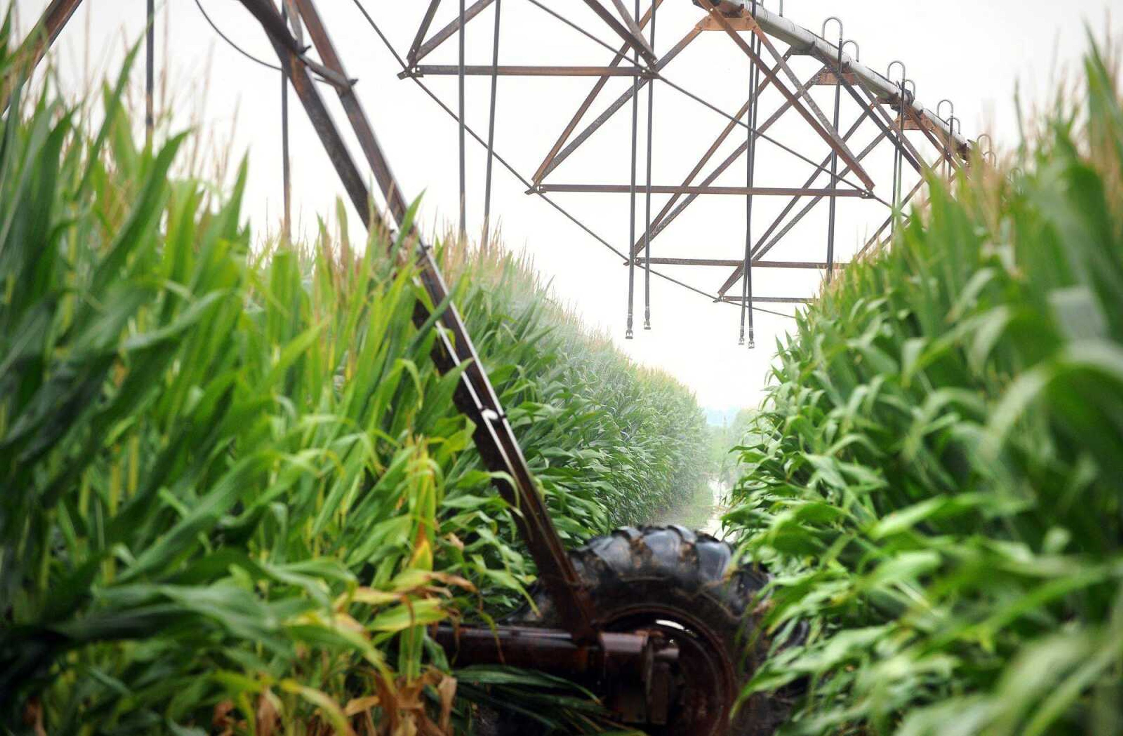 A center pivot irrigation system waters a field of corn at Dement Farms on Wednesday in Scott County. (Laura Simon)