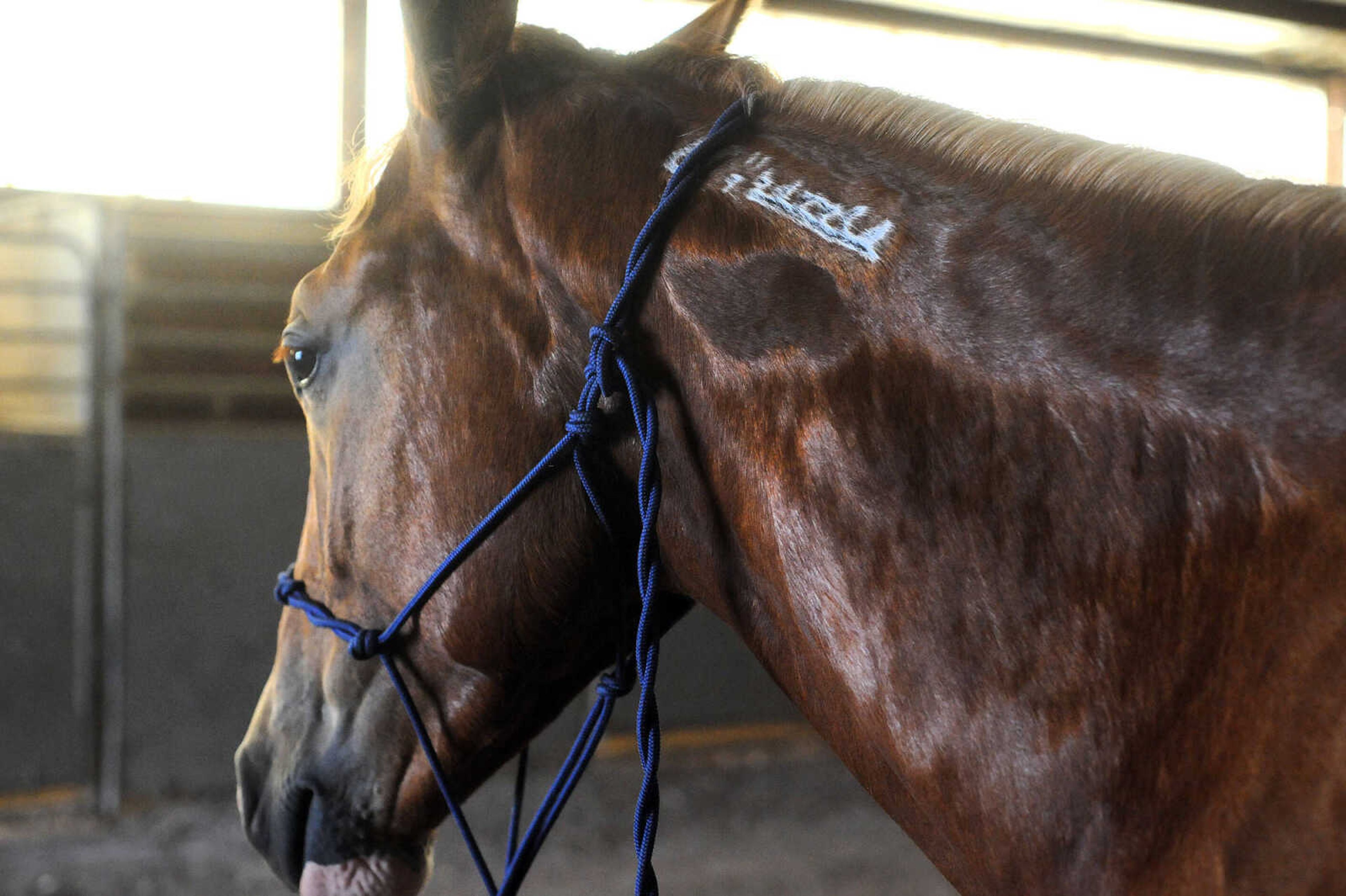 LAURA SIMON ~ lsimon@semissourian.com

Allison Elfrink and her wild mustang, Chico, at Flickerwood Arena in Jackson, Missouri, Wednesday, Aug. 5, 2015.