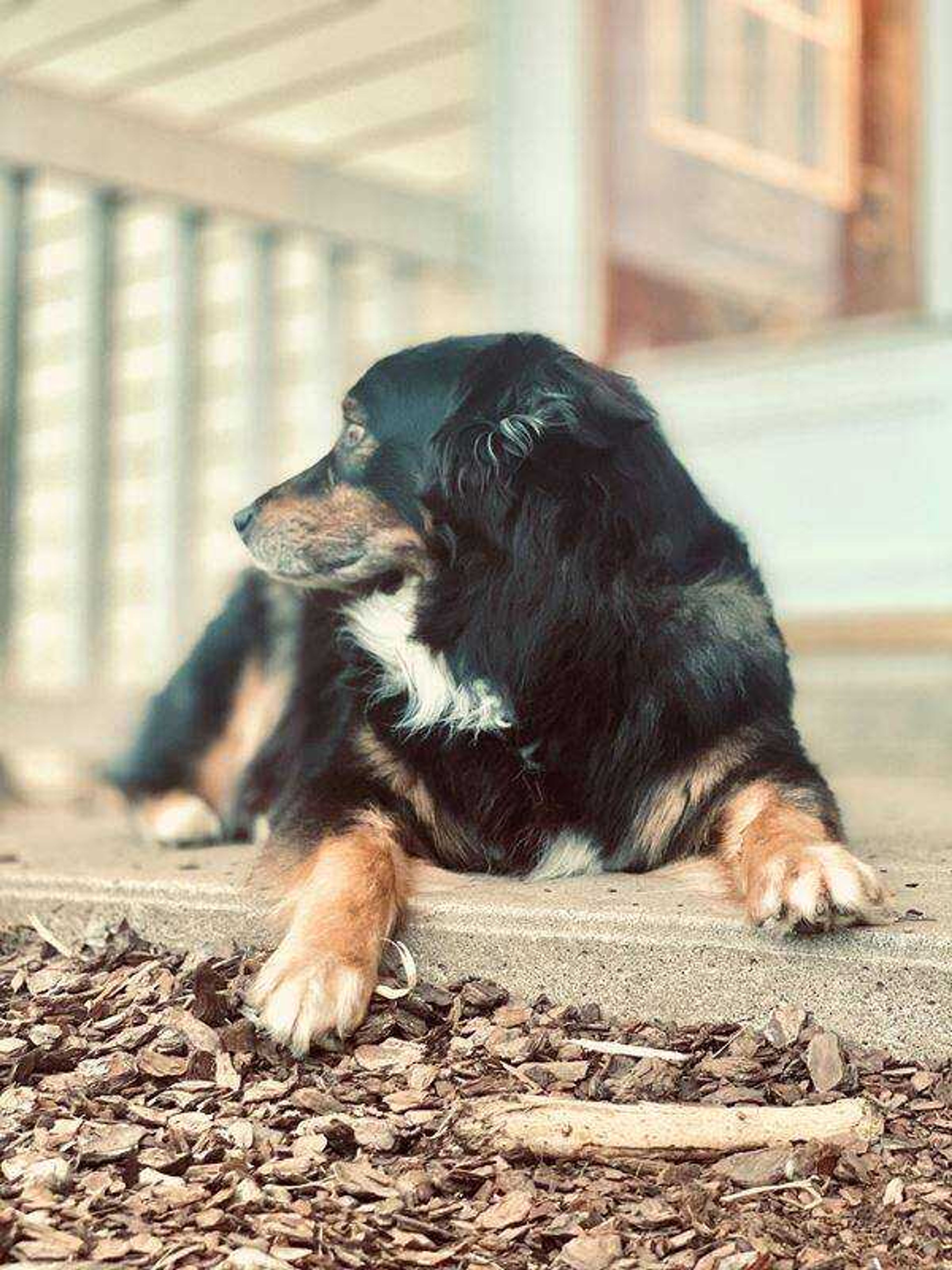 Mr. Max -&nbsp;This is Mr. Max he is 11years old and loves to sit on the front porch!