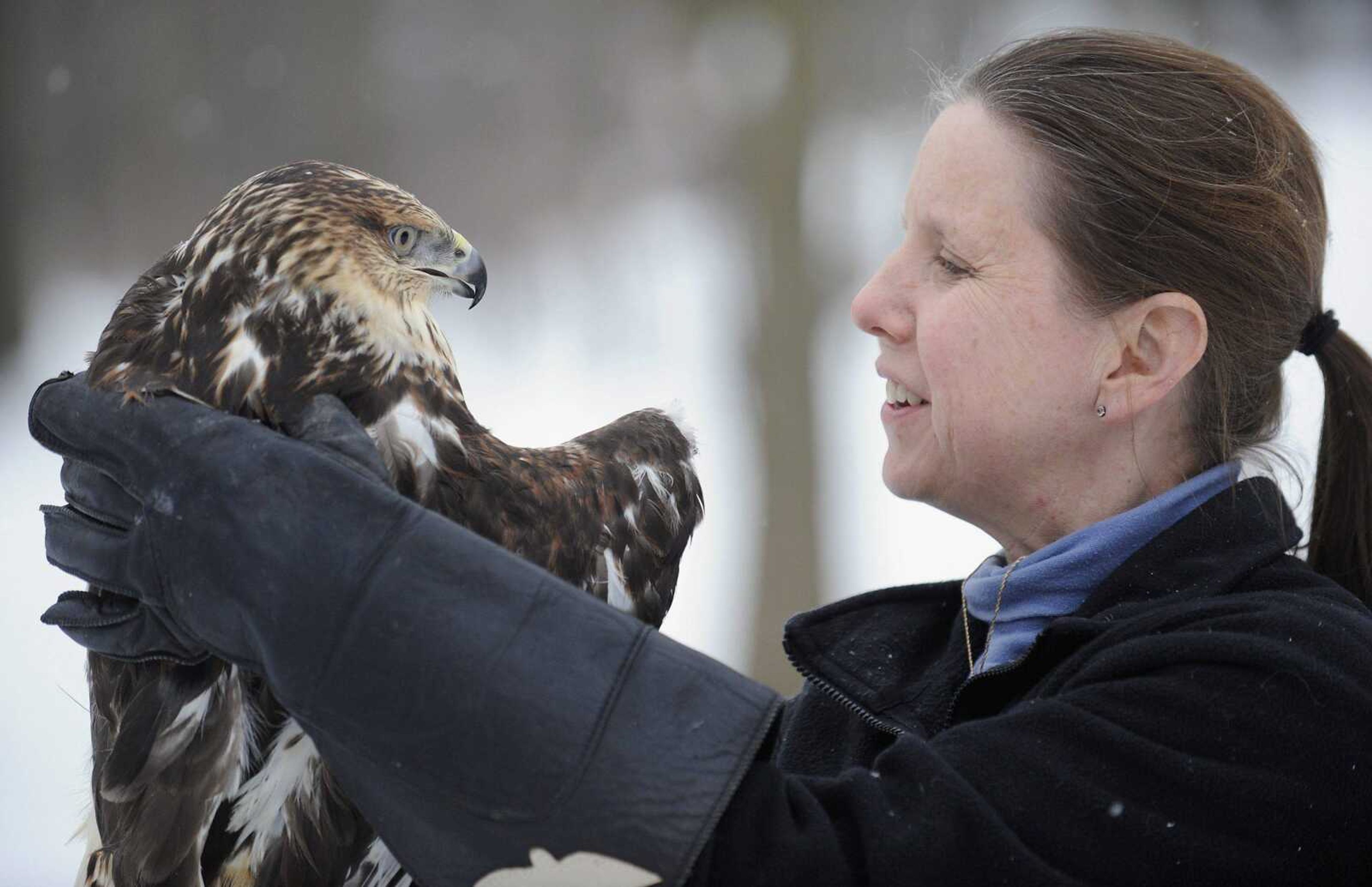 Dawn Keller from Flint Creek Wildlife Rehabilitation in Itasca, Ill., holds a Ferruginous hawk Wednesday that was apparently struck by a train in Canada and then was stuck in the front plow all the way to the Chicago area. The hawk, now named Journey, is unable to fly and can't be released back into the wild. The center plans to apply for a federal permit to keep the hawk for education purposes. (TOM CRUZE ~ Chicago Sun-Times)