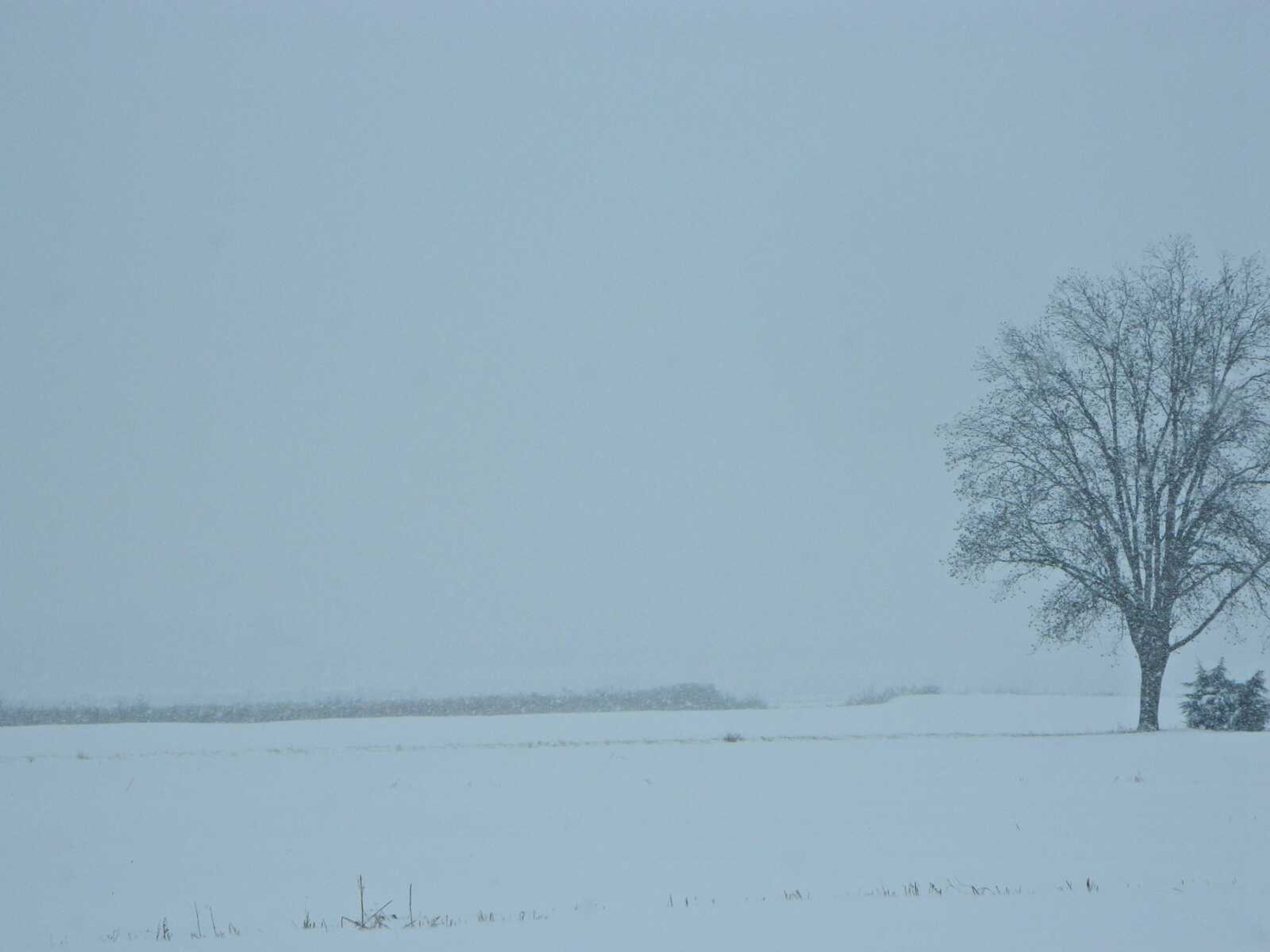 The Lonely Tree