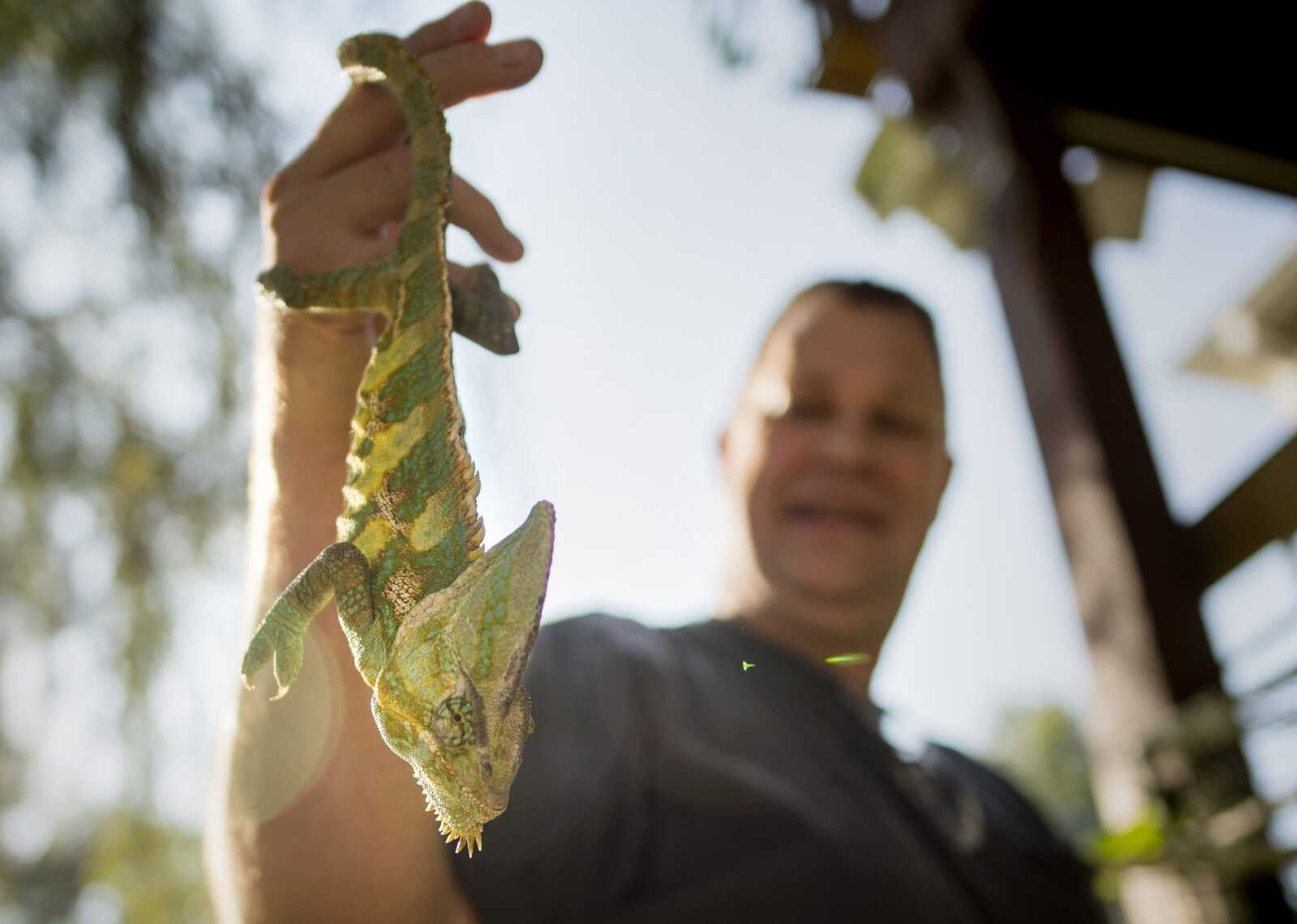 Dru Reeves lets Tango, a veiled chameleon, hang from his fingers as he raises the animal for a photograph.