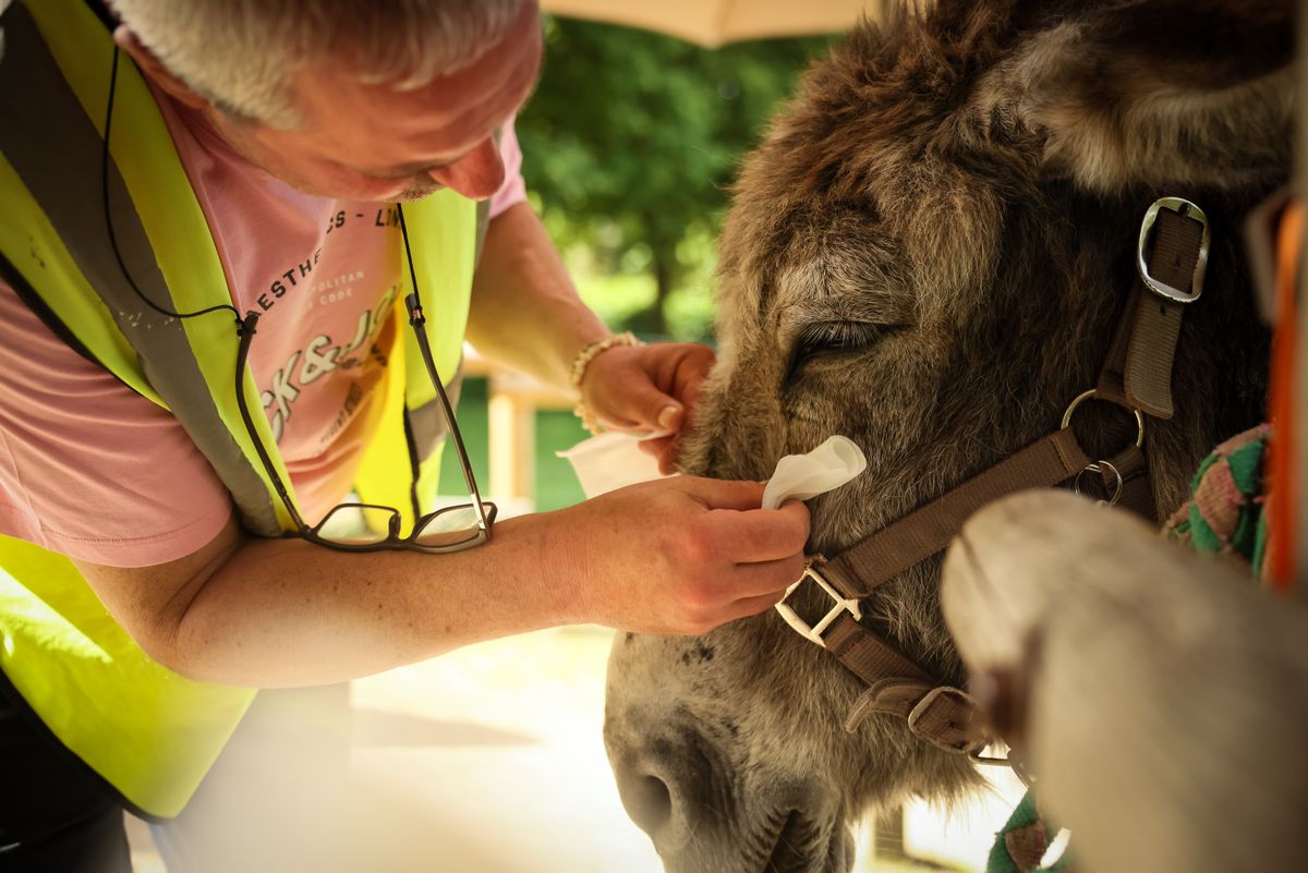 Patients find help with therapy donkeys at psychiatric hospi...