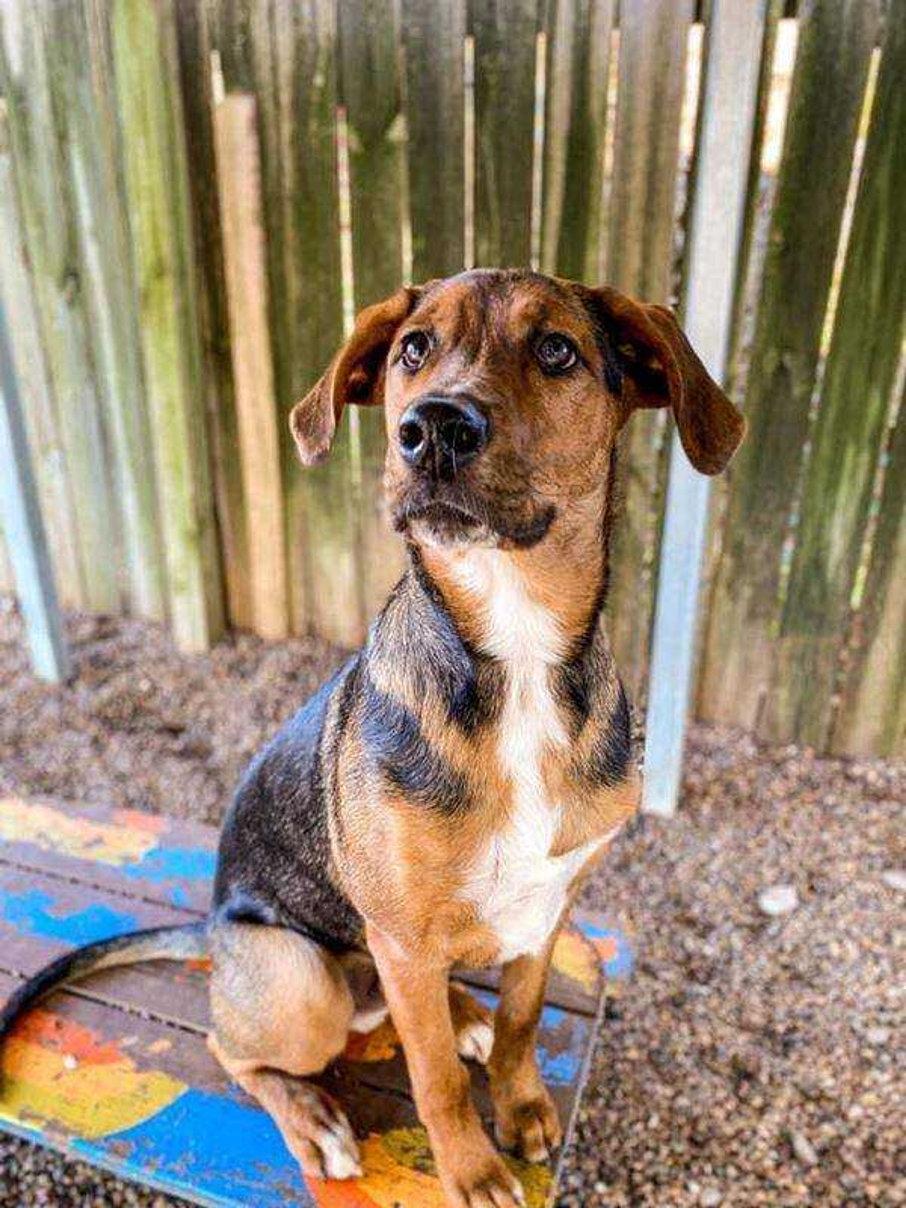 Blue -&nbsp; Hi! My name is Blue and I am 10 months old. My pawrents call me Blue Magoo, Blue boy, and Mommy's boy. My favorite things to do are go to day care to play with my friends, go to the dog park so I can sit in other peoples laps, go on car rides and give lots of kisses to everyone I meet. I have never met a stranger! My mom is my favorite person and I show her by always touching her. When she is walking I follow her with my nose to her leg so she knows I am there and when she is resting I always try to lay on top of her. She acts like I weigh a ton but I know she is just kidding around, so I don't budge. I think I'm pretty cute and special so please vote for me!