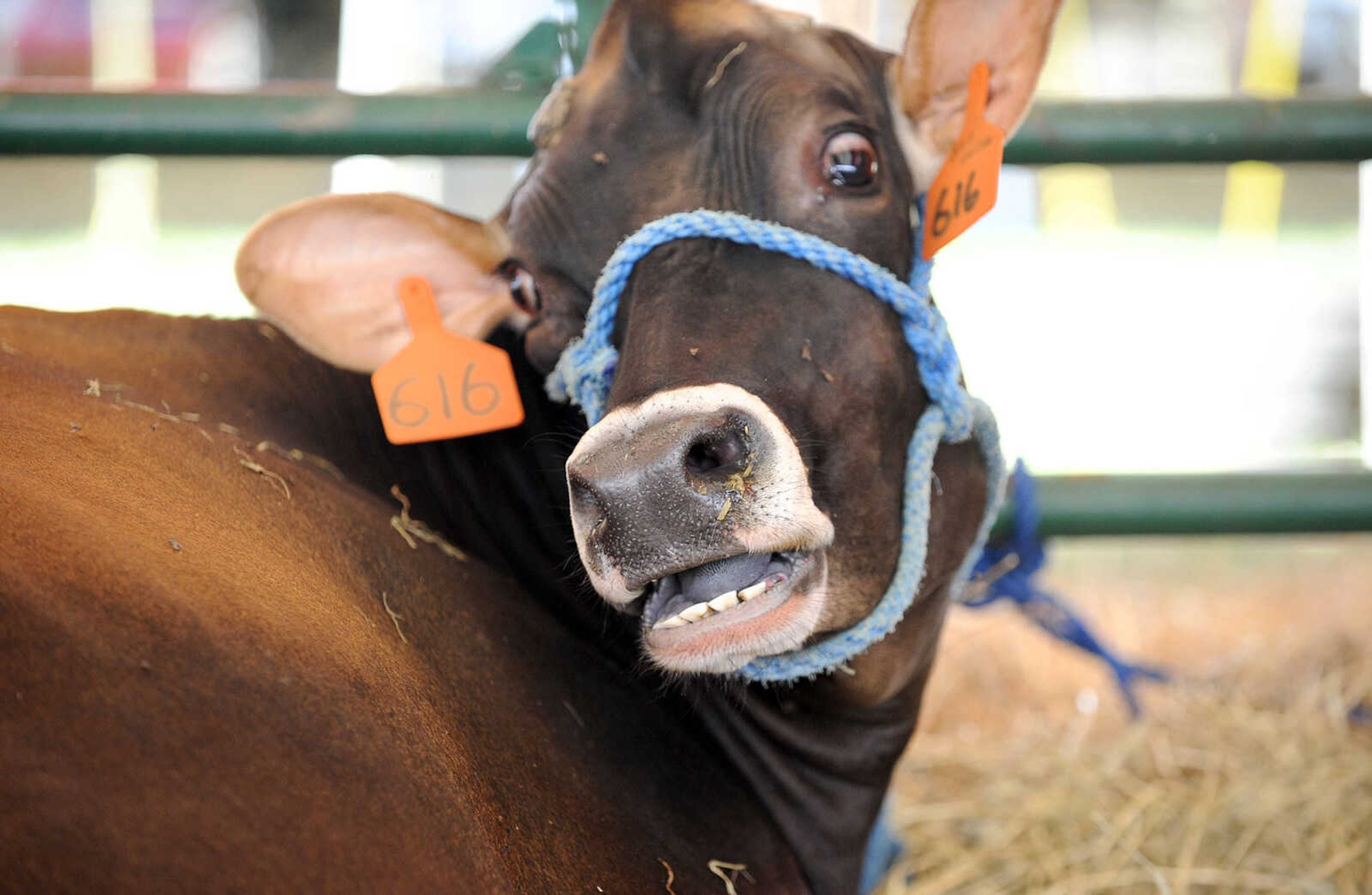 LAURA SIMON ~ lsimon@semissourian.com

The SEMO District Fair continues on Monday, Sept. 12, 2016, at Arena Park in Cape Girardeau.