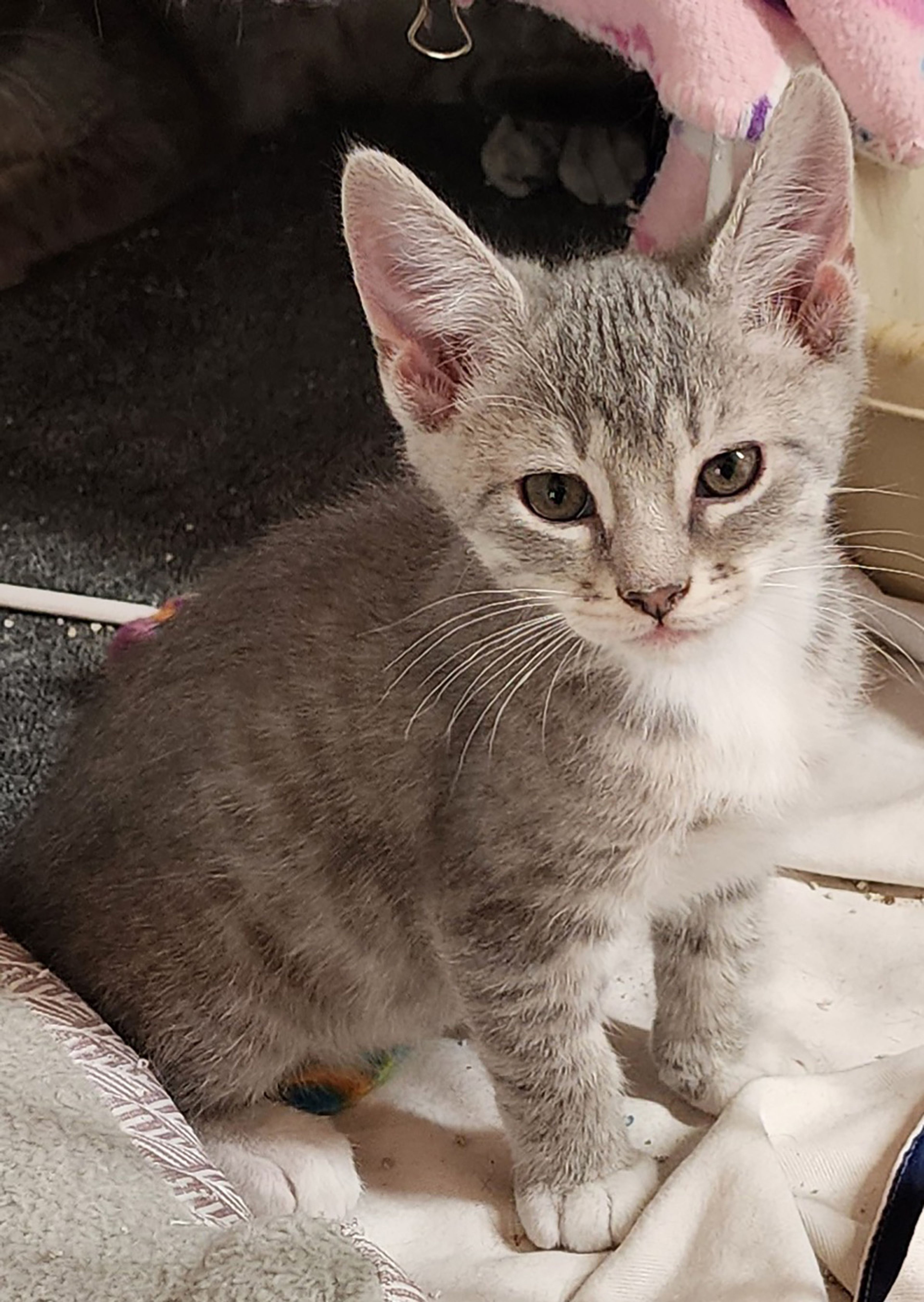 Fries is a 3-month-old male neeing forever home. If you have room in your heart and home for Fries or any other pet, visit us at 359 Cree Lane near Jackson any weekday or weekend from 8 a.m. to noon. Visitors are always welcome to play with our pets.