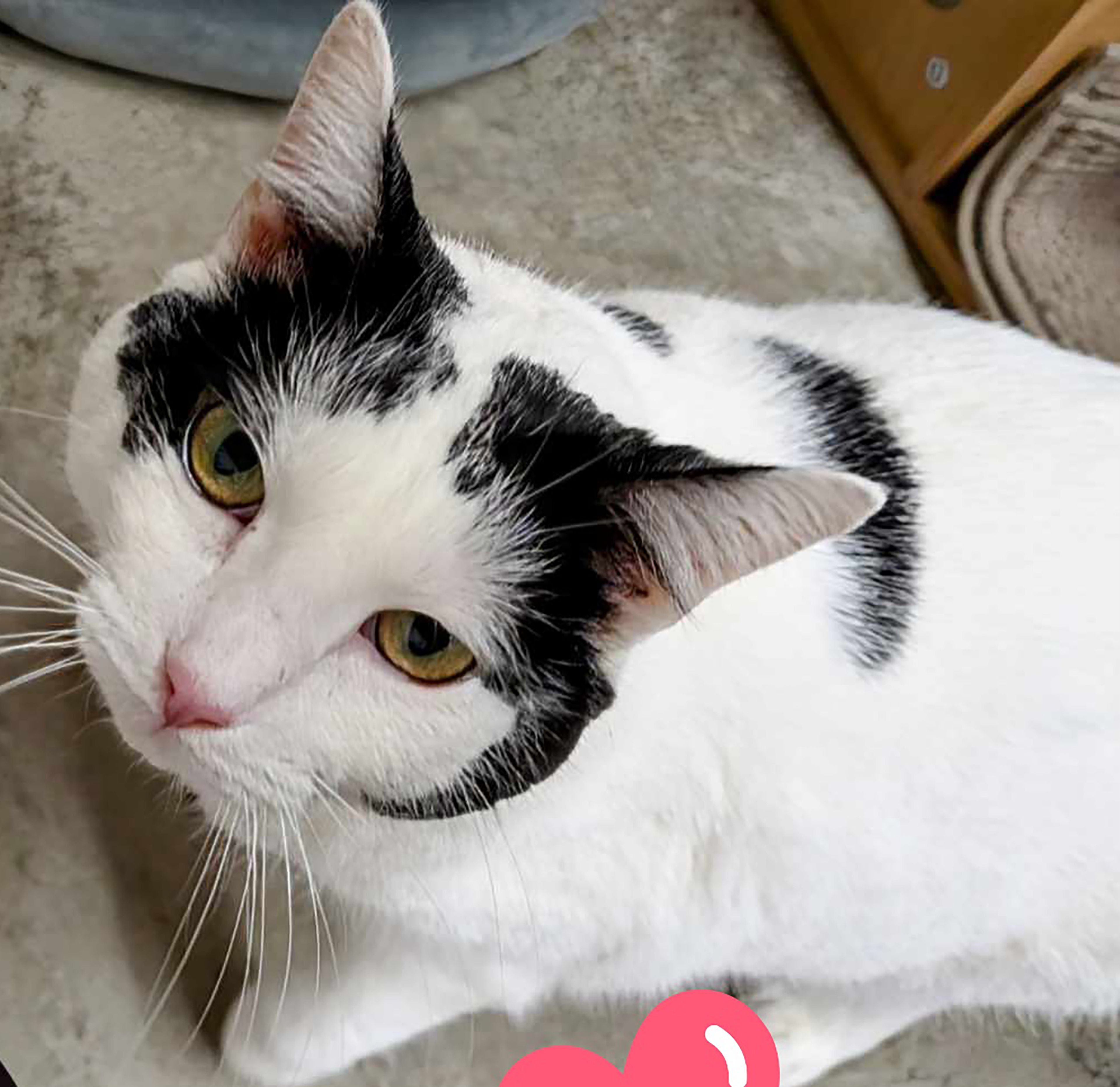 Taylor is 7 years old and a mix of independence and cuddles If you have room in your heart and home for Taylor or any other pet, visit us at 359 Cree Lane near Jackson any weekday or weekend from 8 a.m. to noon. Visitors are always welcome to play with our pets.