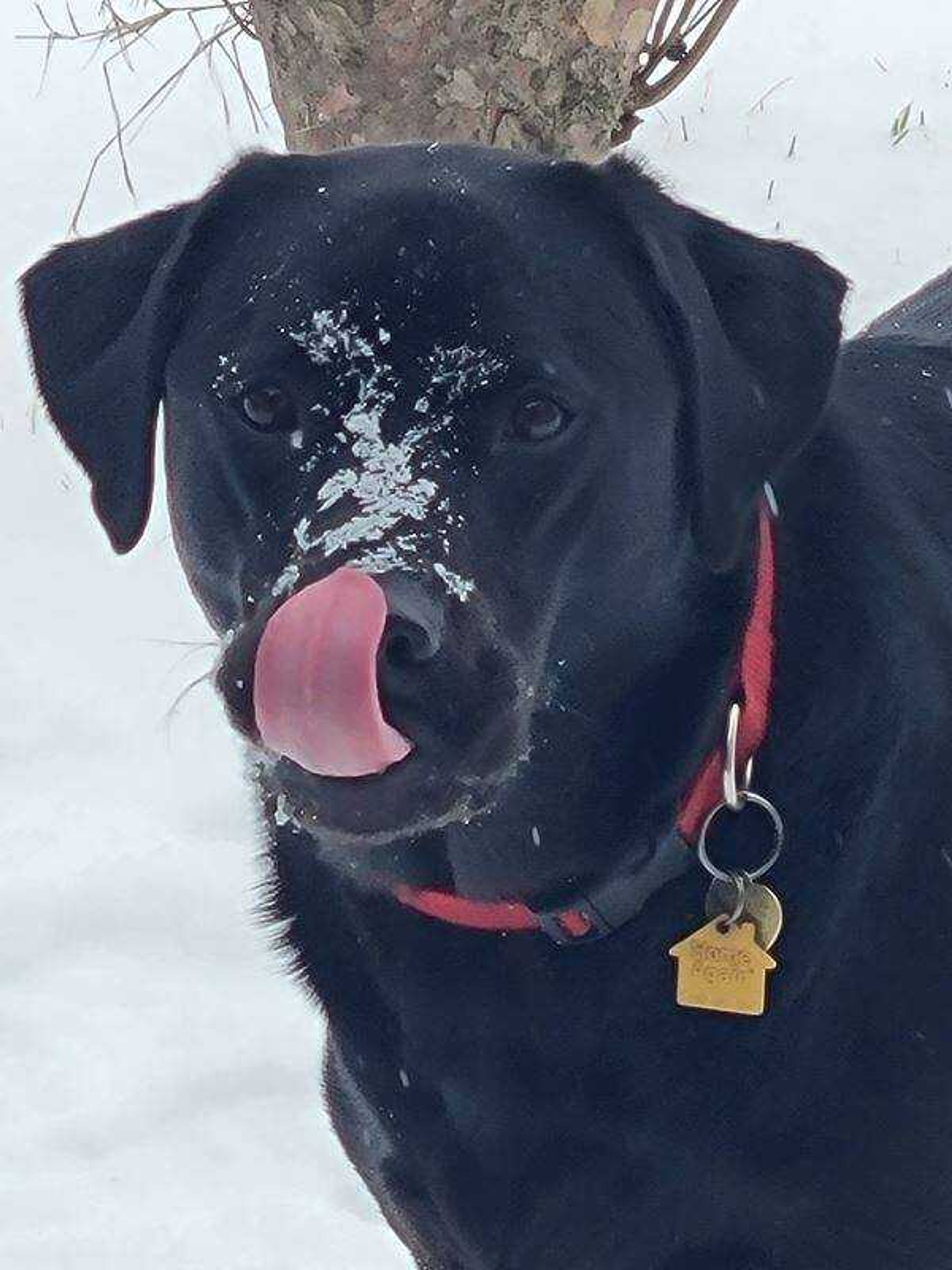 SNOW DAY!!!&nbsp; -&nbsp; Finnegan enjoying the snow.