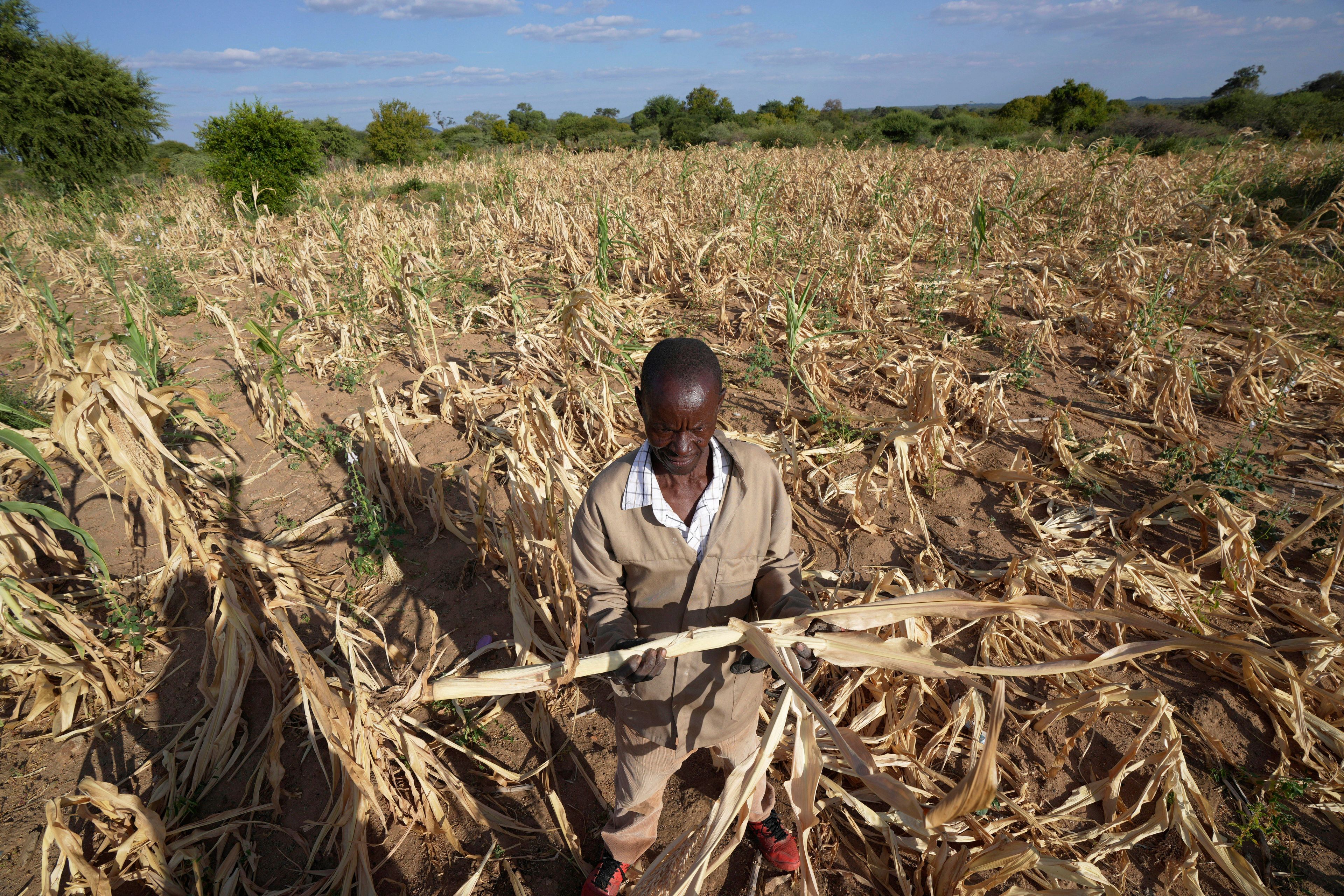 FILE - James Tshuma, a farmer in Mangwe district in southwestern Zimbabwe, stands in the middle of his dried up crop field amid a drought, in Zimbabwe, March, 22, 2024. (AP Photo/Tsvangirayi Mukwazhi, File)